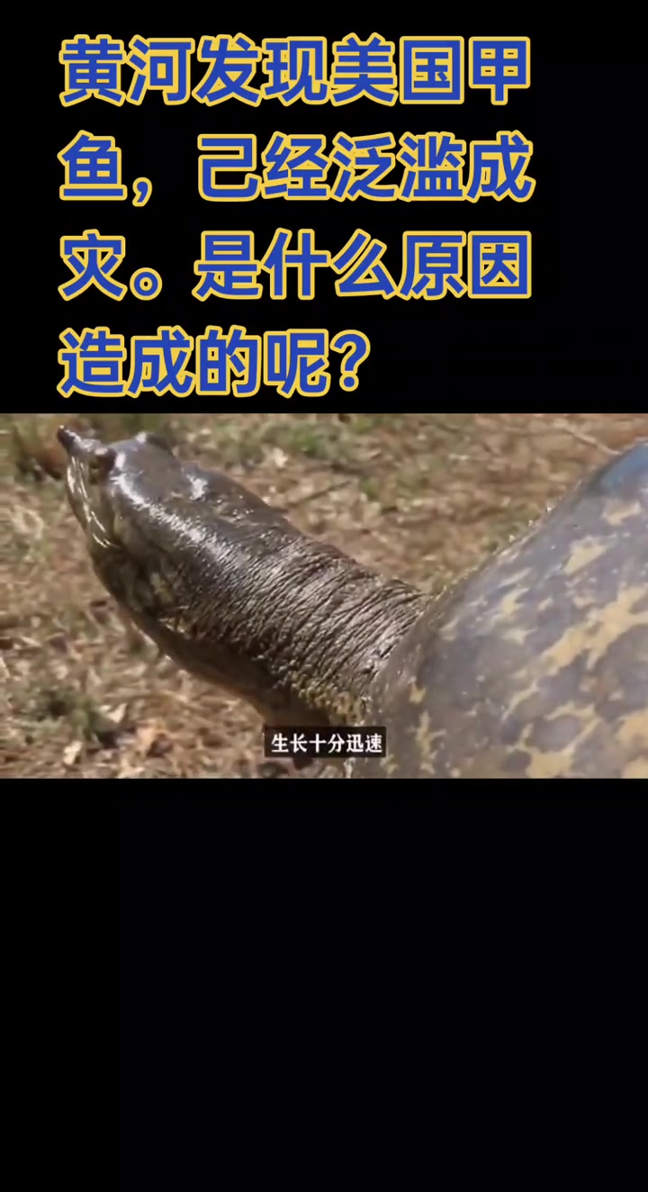 新物种黄河甲鱼,原来是美国货!