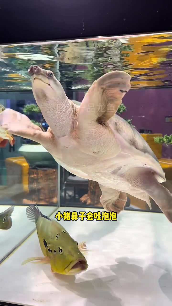 猪鼻龟 养一只自带表情包的水中萌宠 水族设备 观赏鱼
