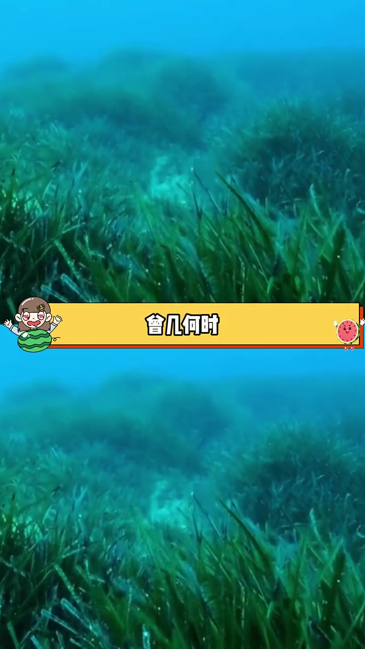 希望以后迎来更多美人鱼的回归 儒艮 美人鱼 娱乐一夏