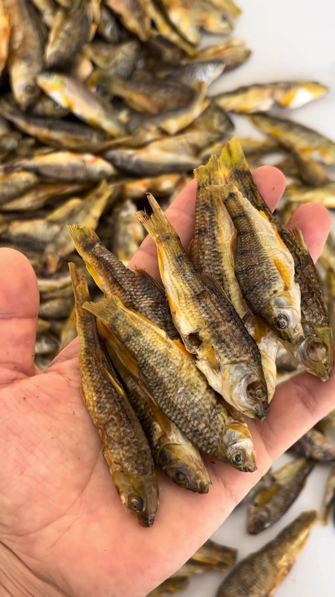 这种身上带条纹的溪流石斑鱼,你们认识吗?