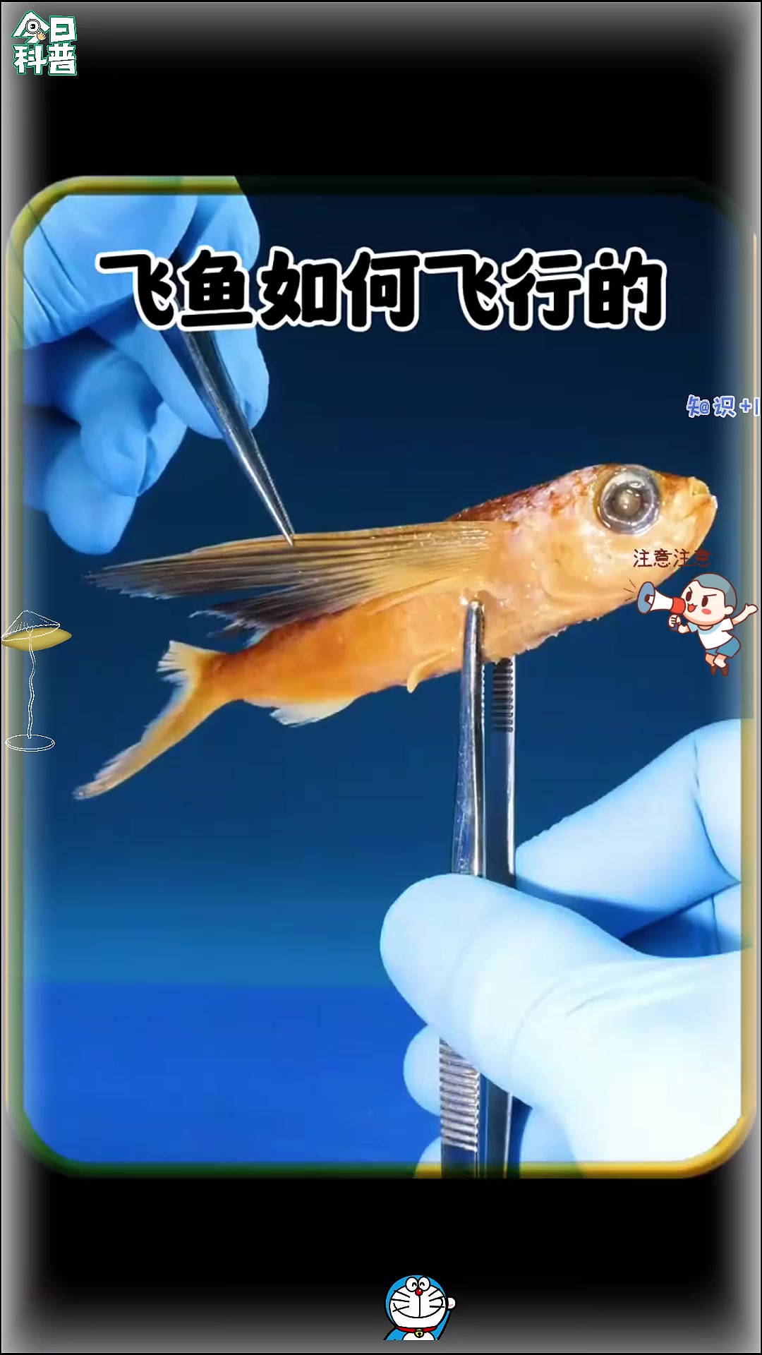 飞鱼是如何飞行的