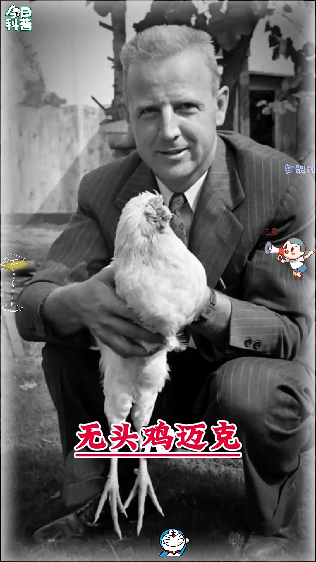 无头鸡麦克的传奇