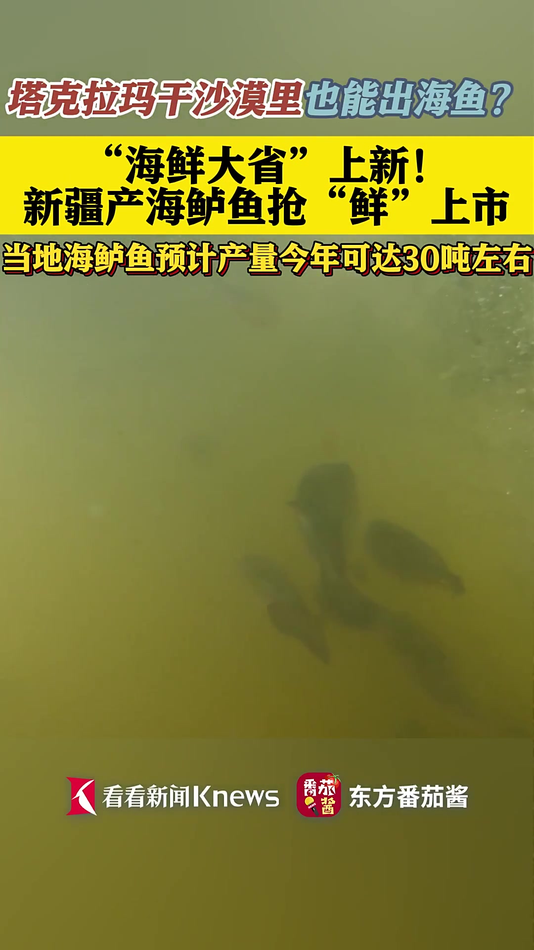 “海鲜大省”上新!新疆产海鲈鱼抢“鲜”上市