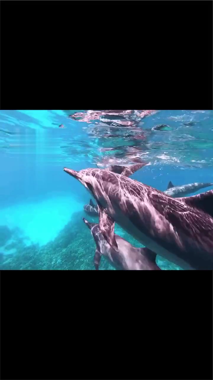 海洋的鱼群为何会有洄游现象?
