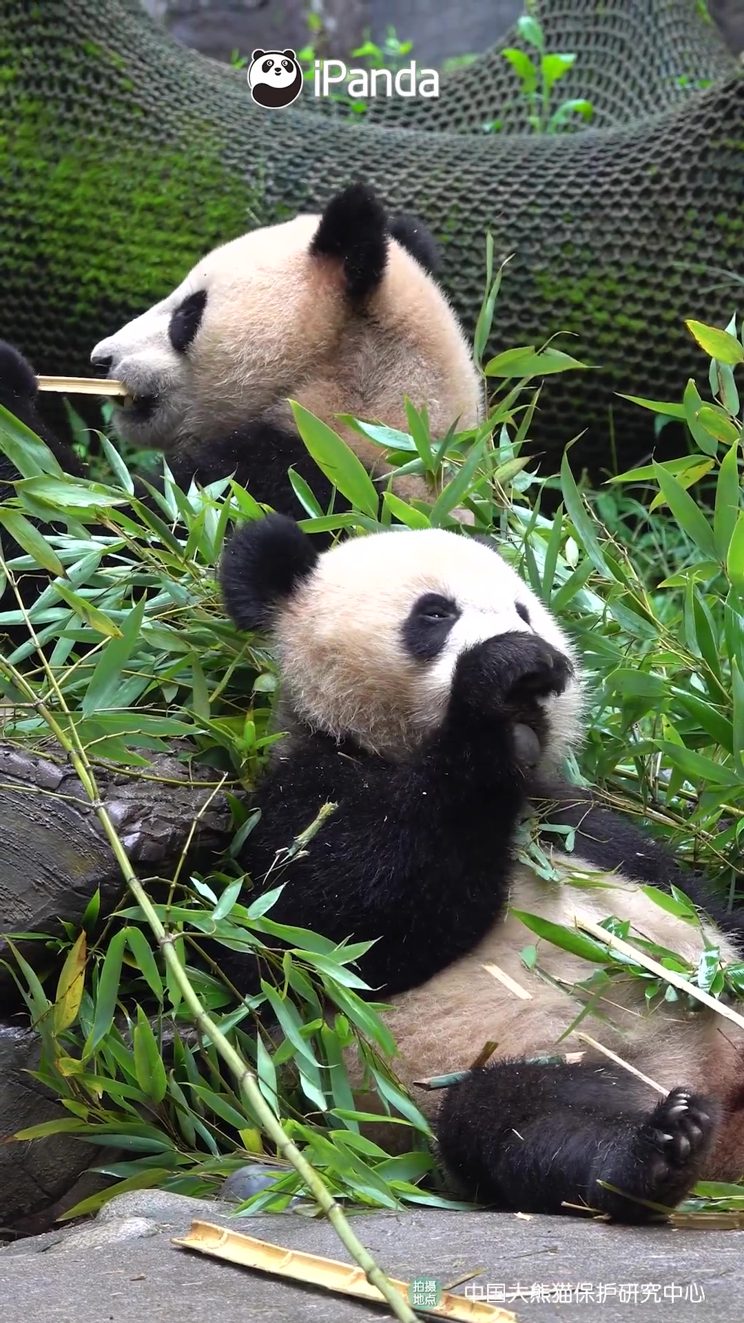 「超萌!大熊猫背靠背贴秋膘」正是“贴秋膘”的好时候,熊猫背靠背大吃竹子,真香!网友:在长胖