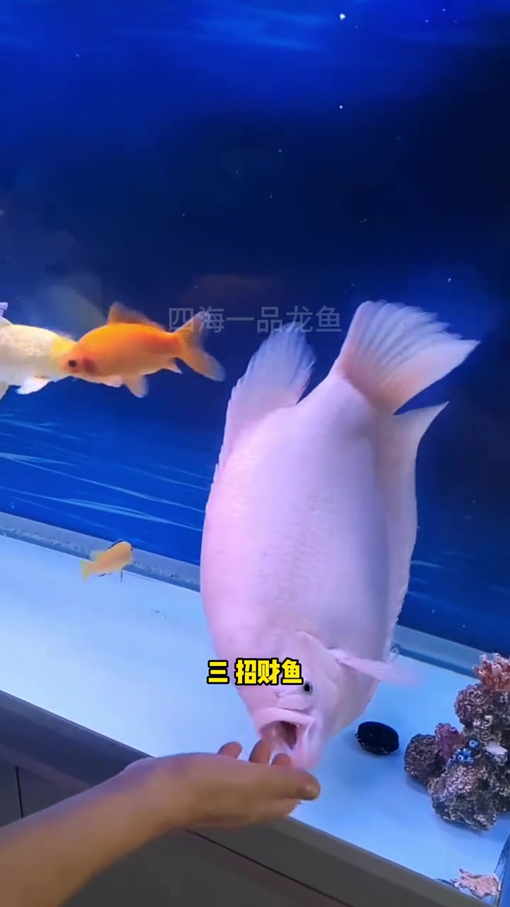 五种最适合新手饲养的中大型热带鱼 水族 观赏鱼
