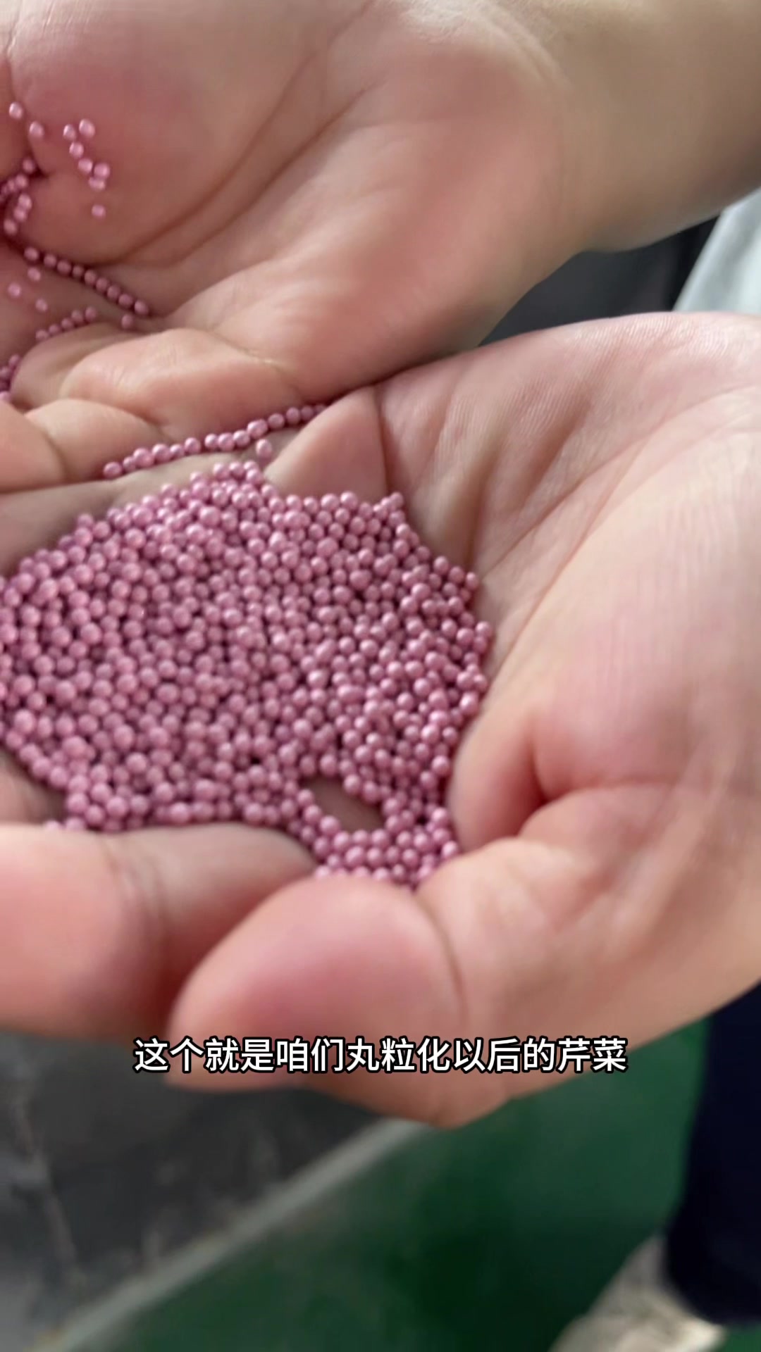 芹菜种子丸粒化一亩地竟然只需要不到10元钱?这是真的吗?