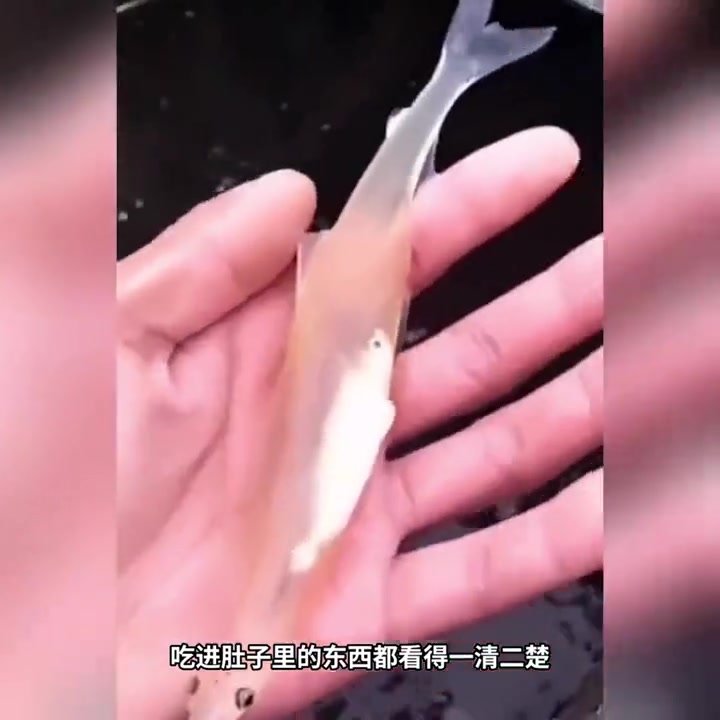 科普:全身透明的鱼,这是银鱼!