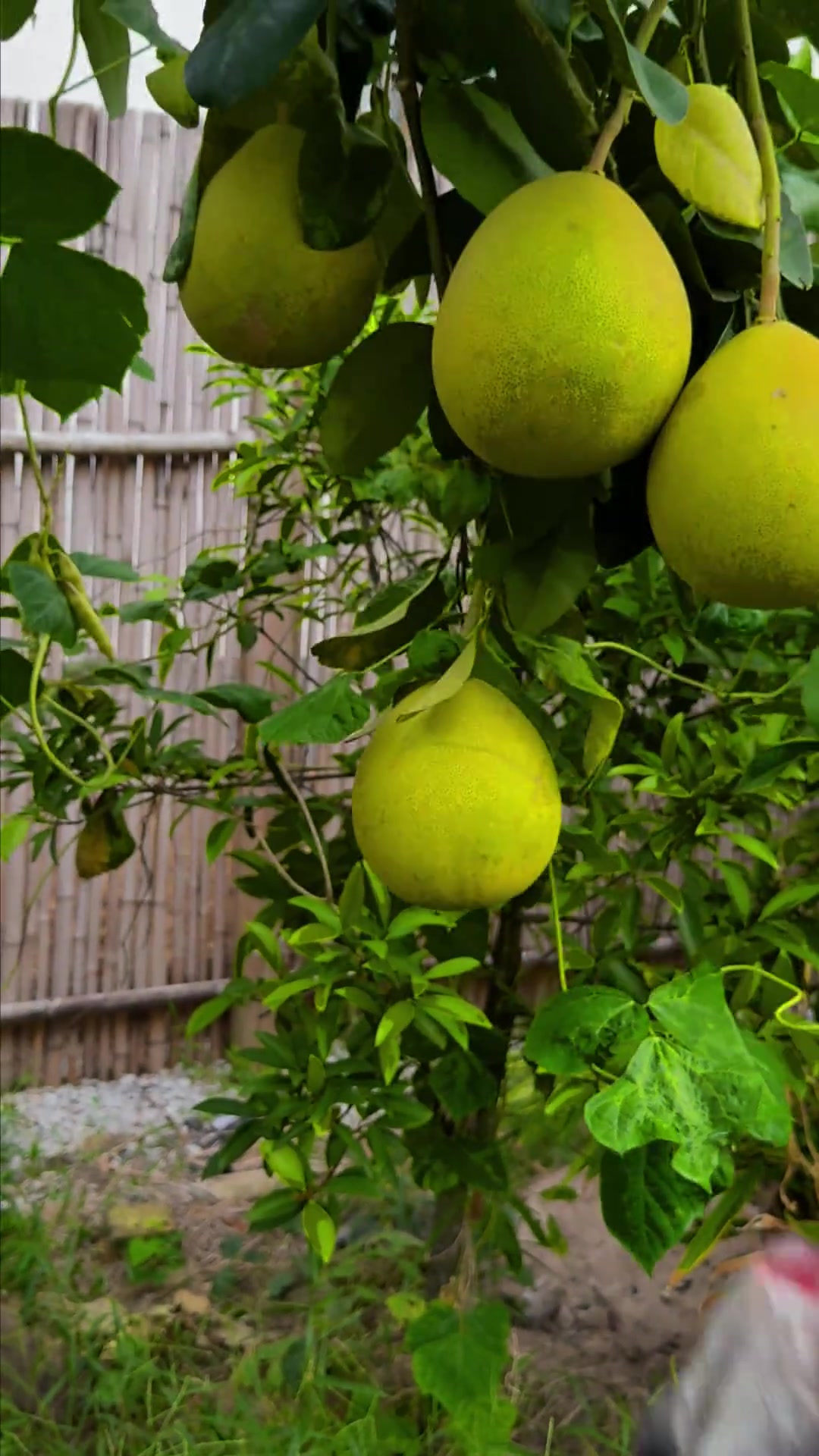 今日做包公鱼生，口感不错但味道欠佳