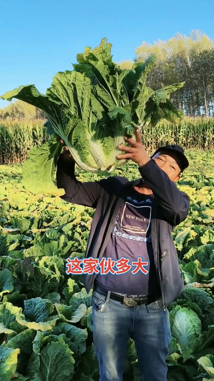 秋季大颗黄心新袖极品白菜种子黑龙江表现待评