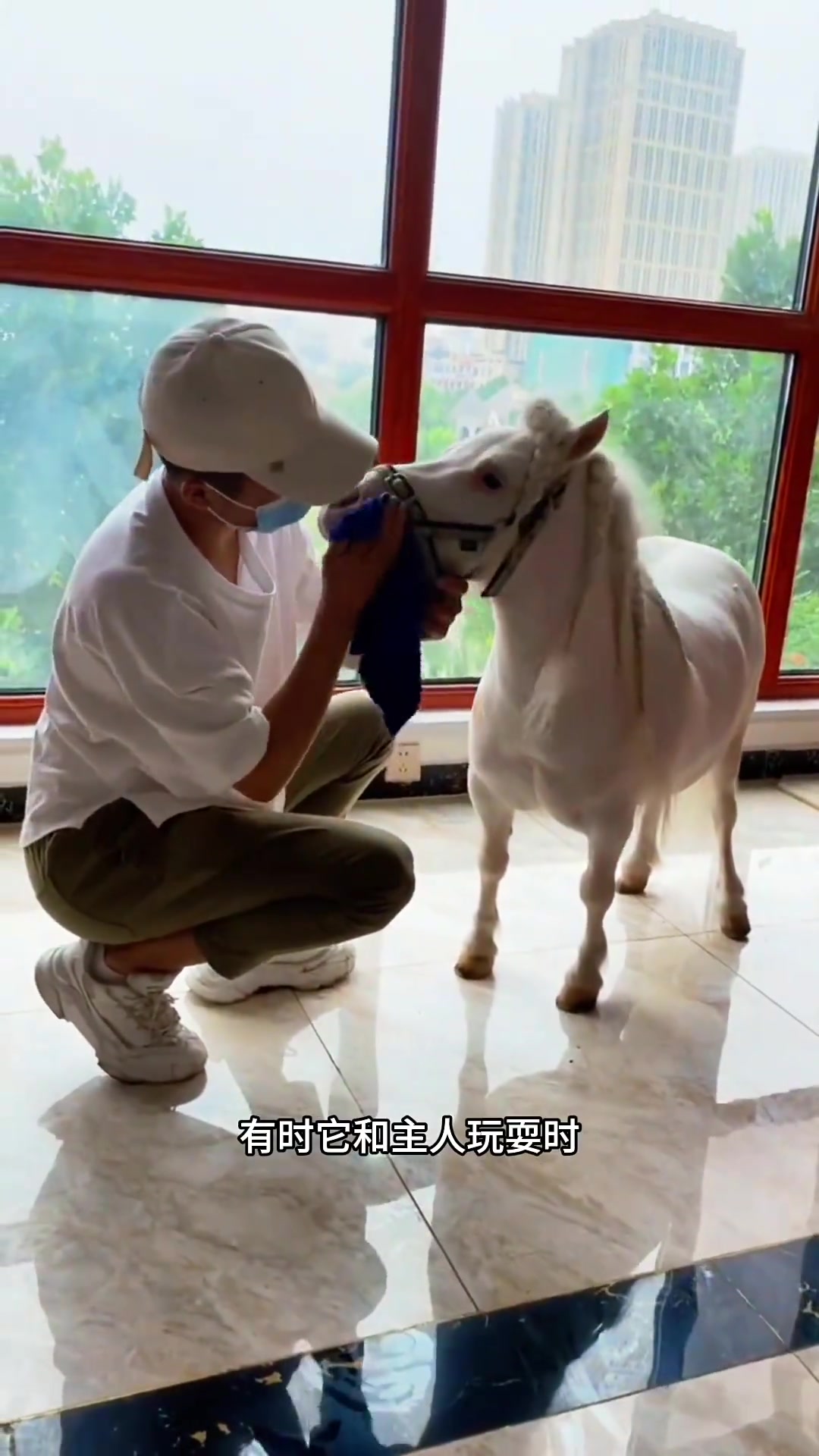 你们知道世界上最小的马是什么