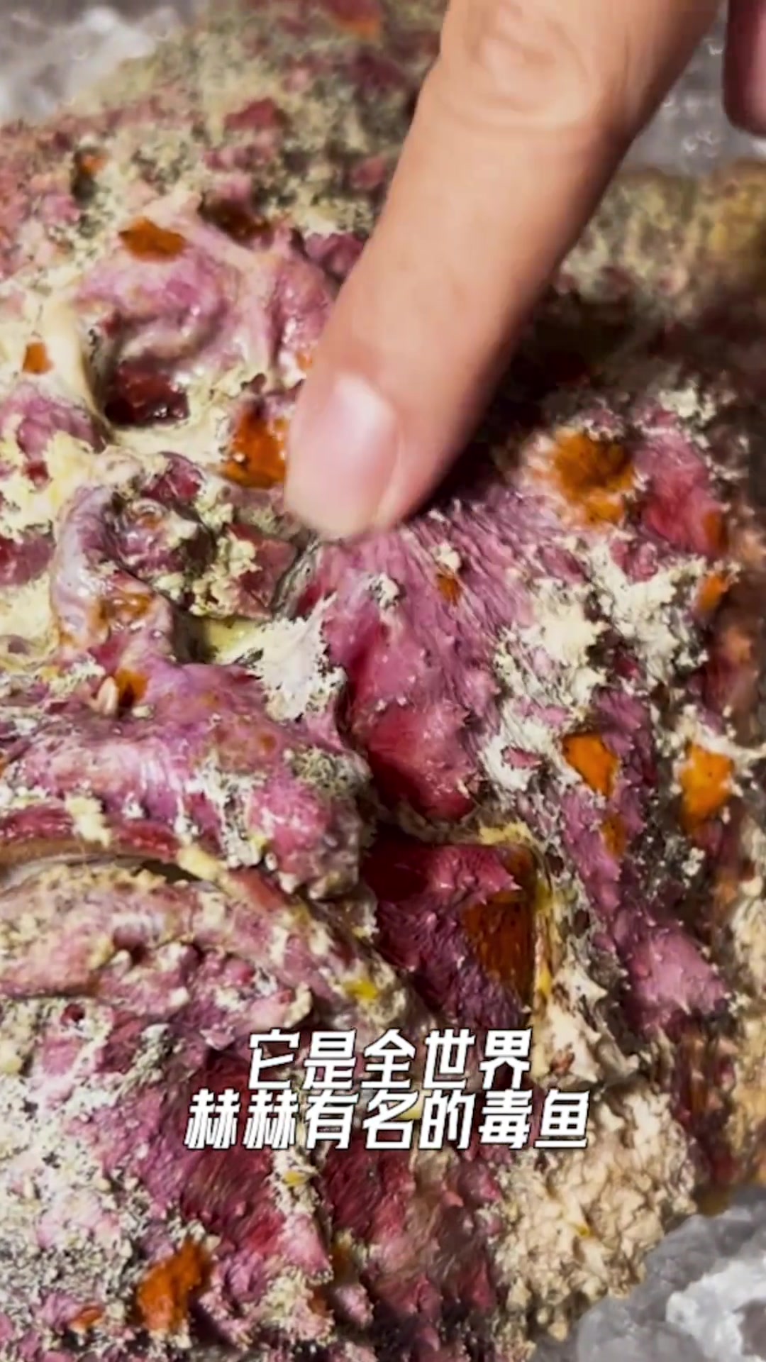 艰巨任务!解锁世界最毒鱼之一,老菜脯油浸石头鱼惊艳