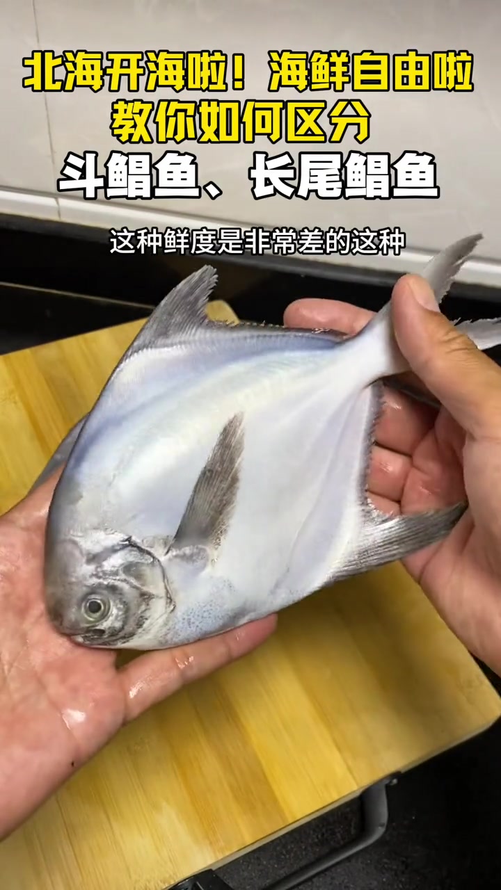 斗鲳鱼和长尾鲳鱼选错，价格相差可达五倍！