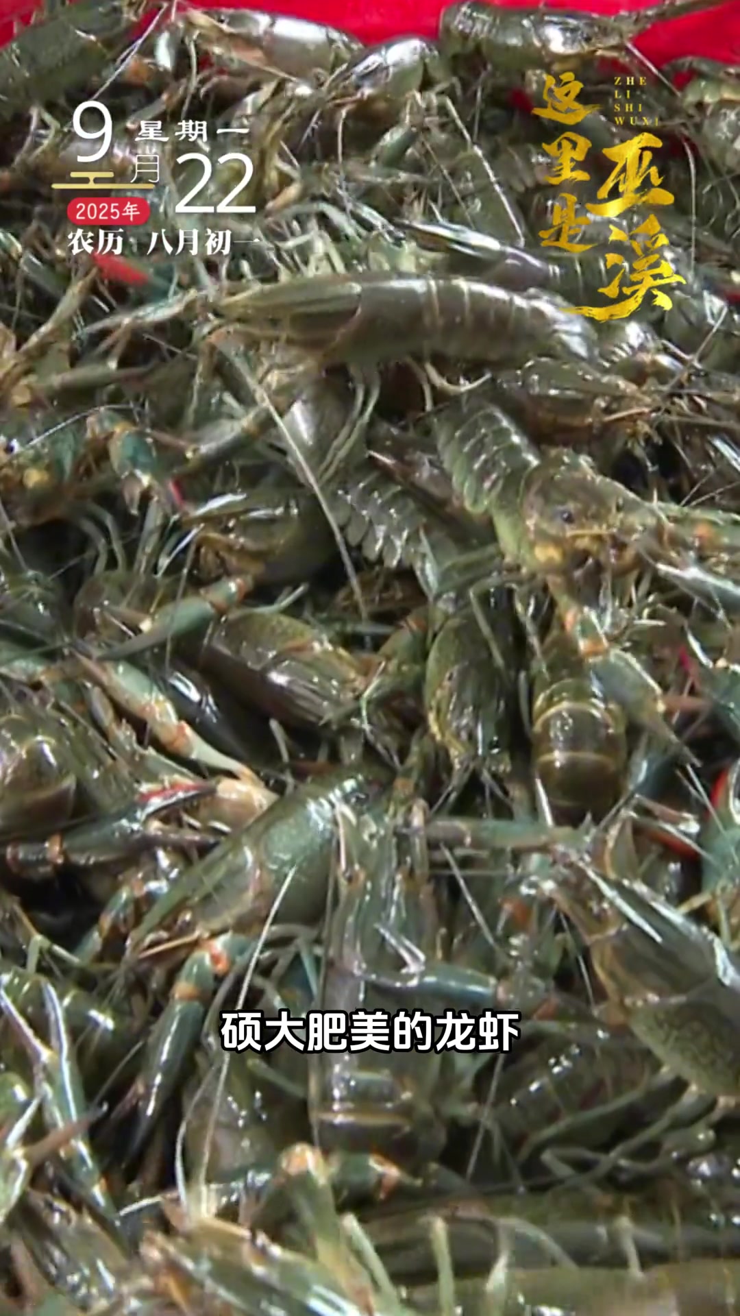 这里是巫溪|稻在水中长 虾绕稻边游——上磺镇绘就生态富民图景