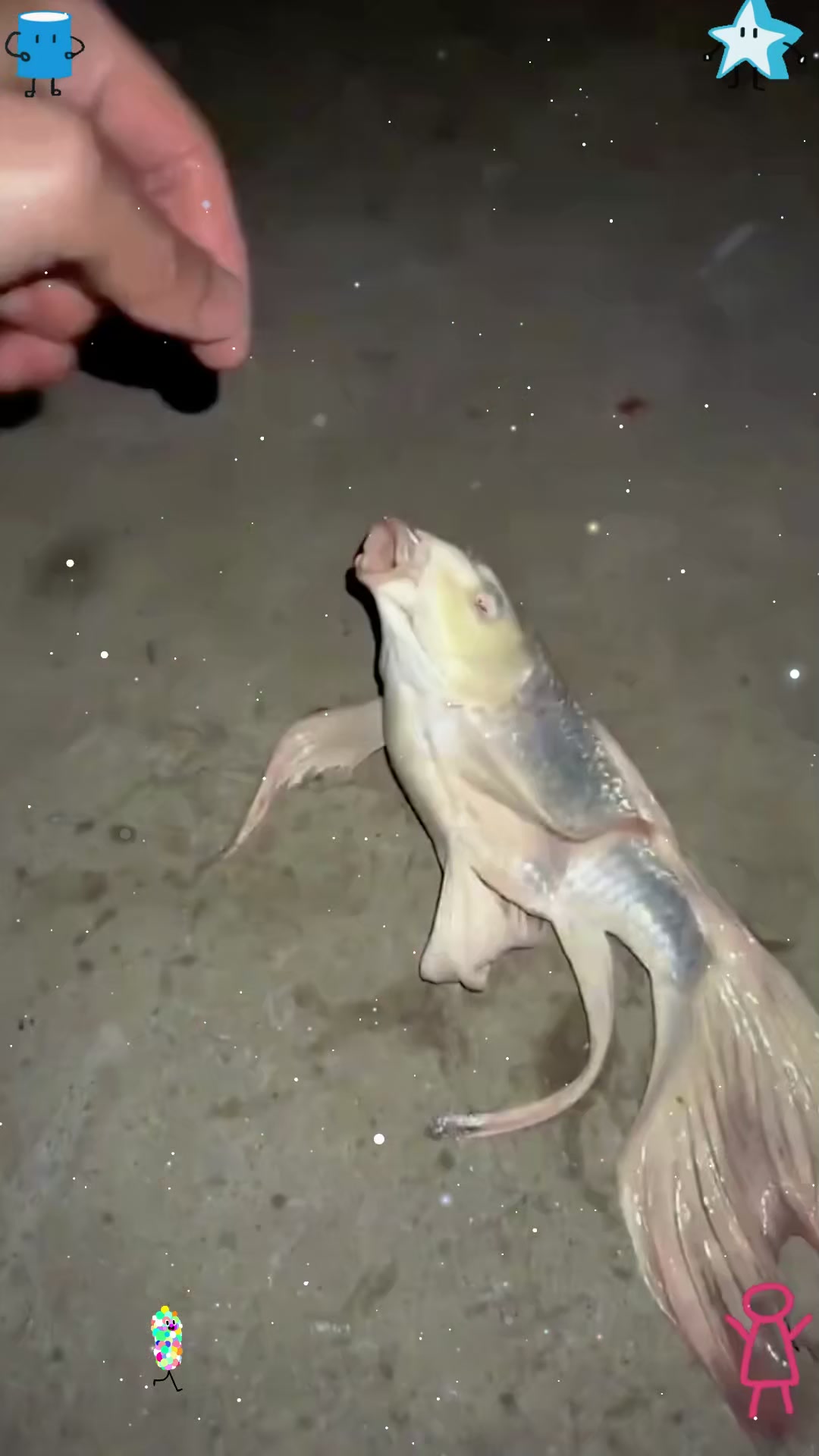 夜钓上了一只蝴蝶鲤鱼,你们有人喜欢这种鱼吗