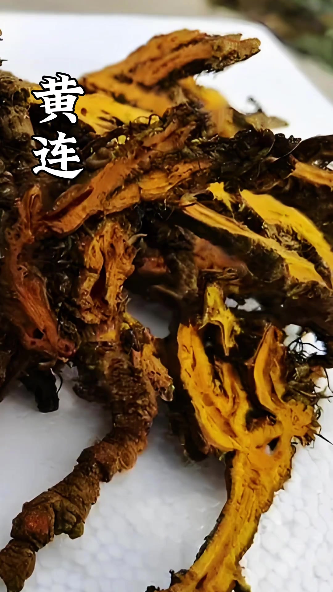 黄芩你知道本草界的“三黄”都指的是什么吗?