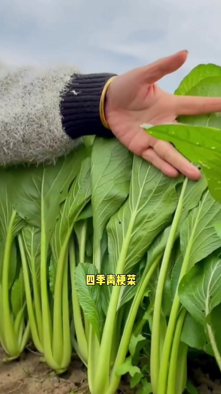 10月份还可以种哪些小青菜