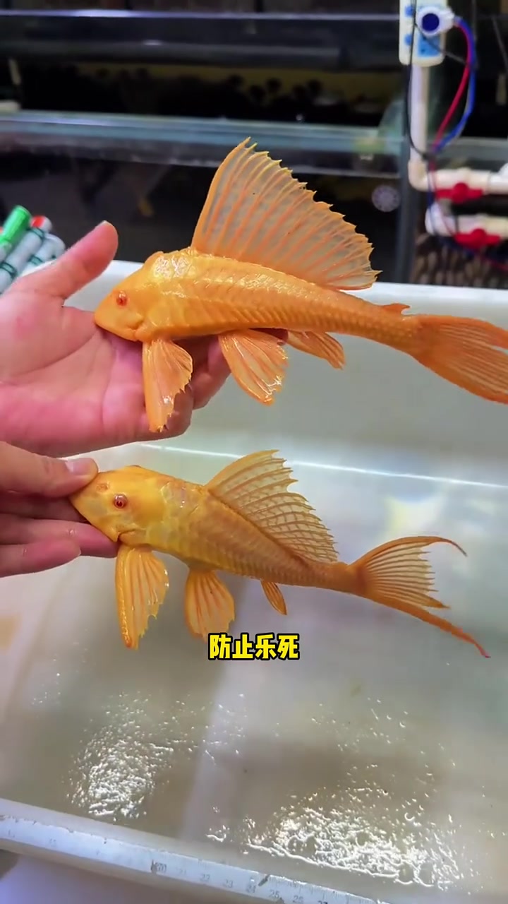 五种最适合新手饲养的中大型热带鱼 水族 观赏鱼