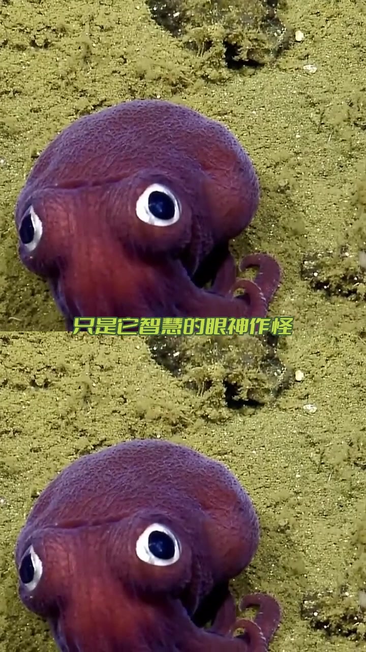 深海不仅有见不得光的,还有这些可爱生物 海洋生物 可爱 热点推荐官