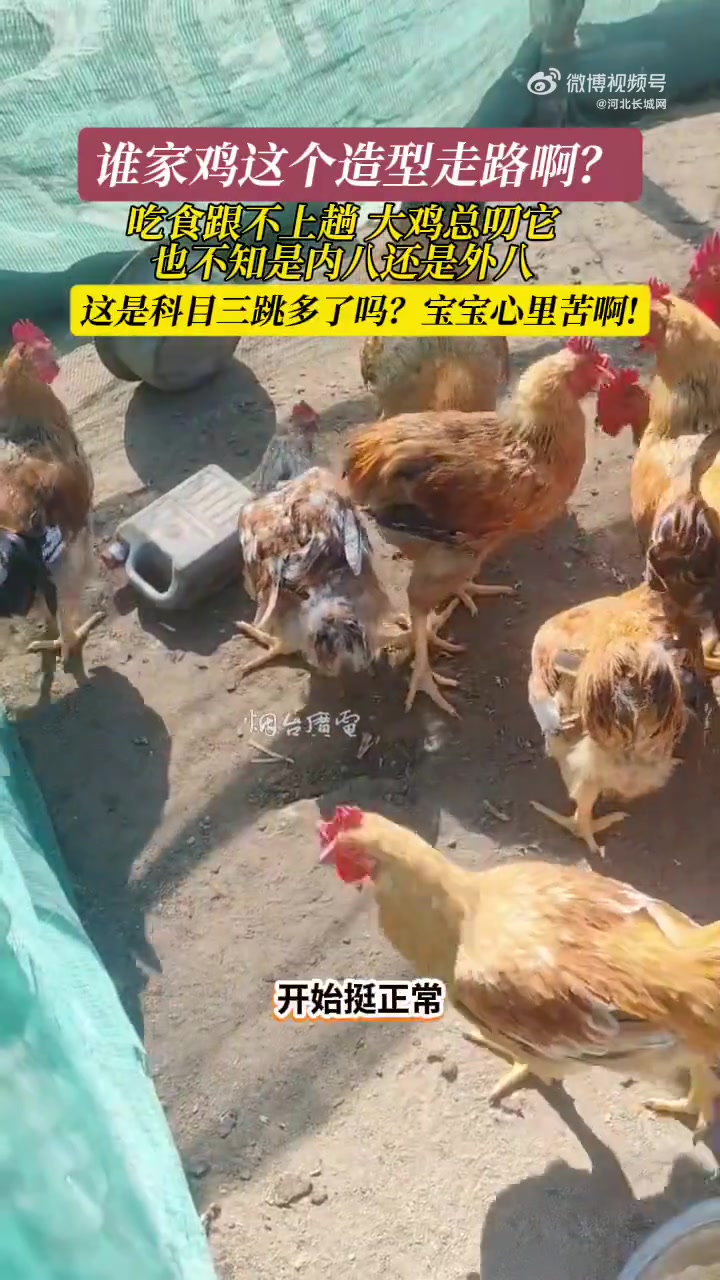 「这只鸡是内八还是外八」9月29日(发布),黑龙江。谁家鸡这个造型走路啊?吃食跟不上,总被