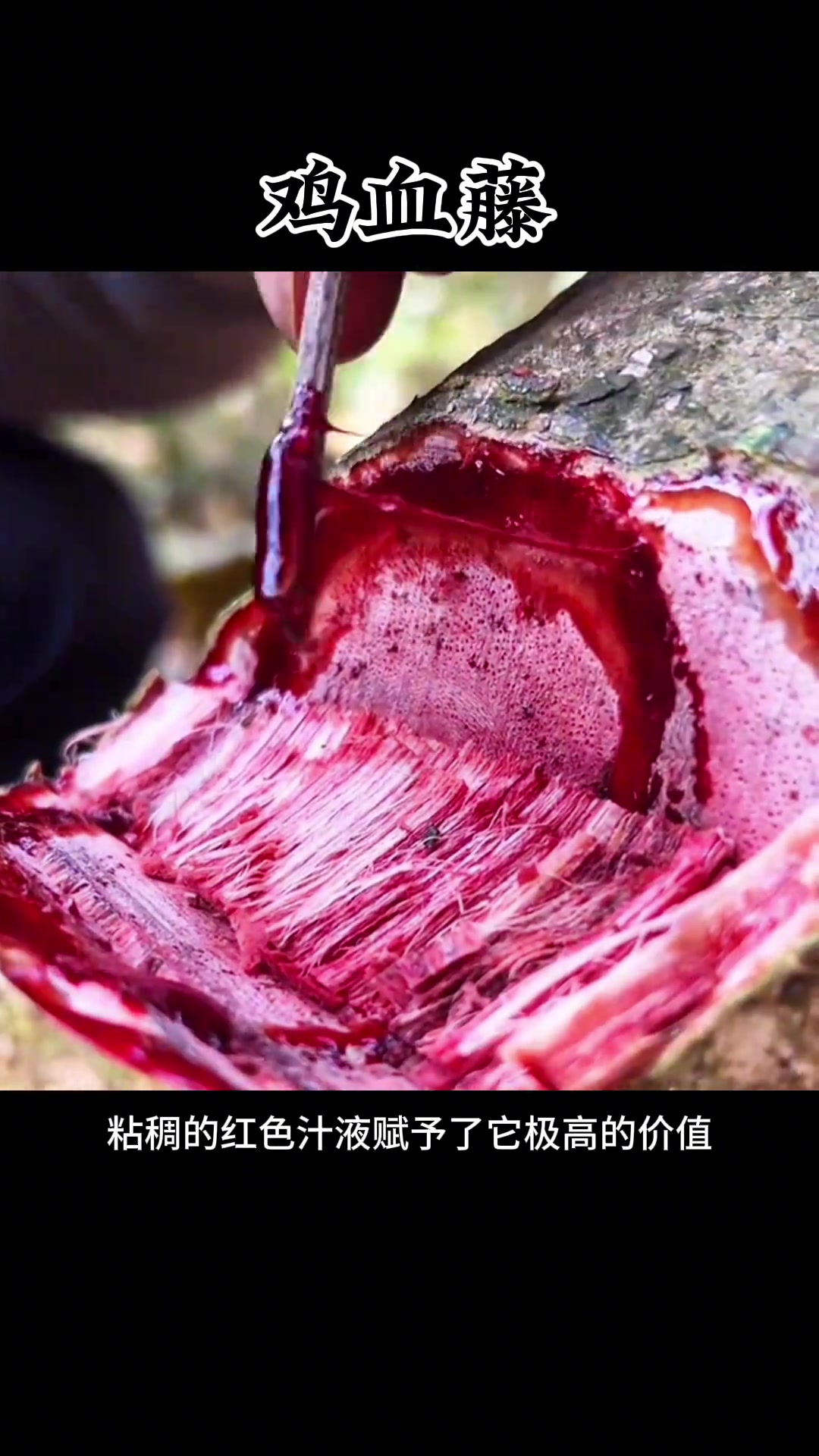 鸡血藤