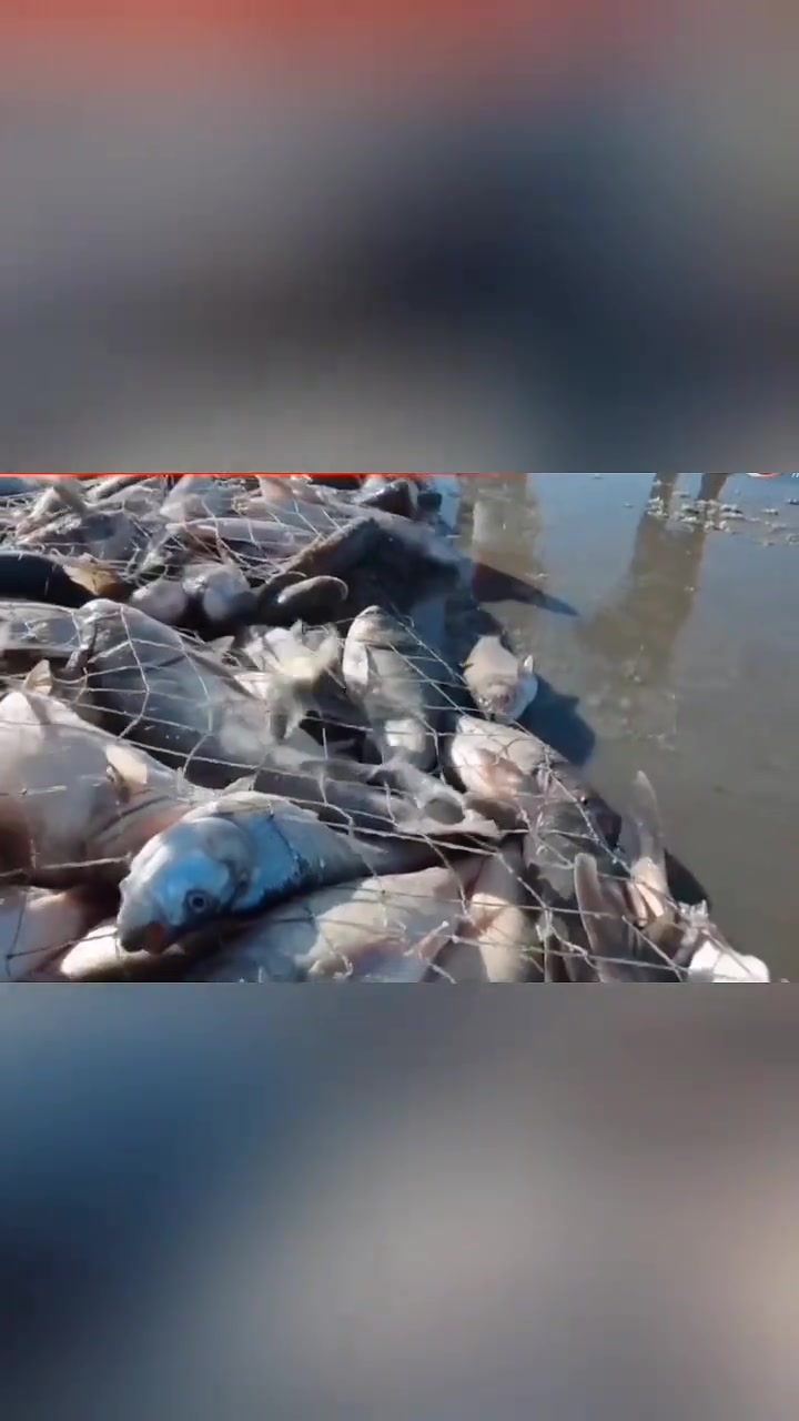 吉林查干湖冬捕超震撼,第一条鱼拍出近120万!