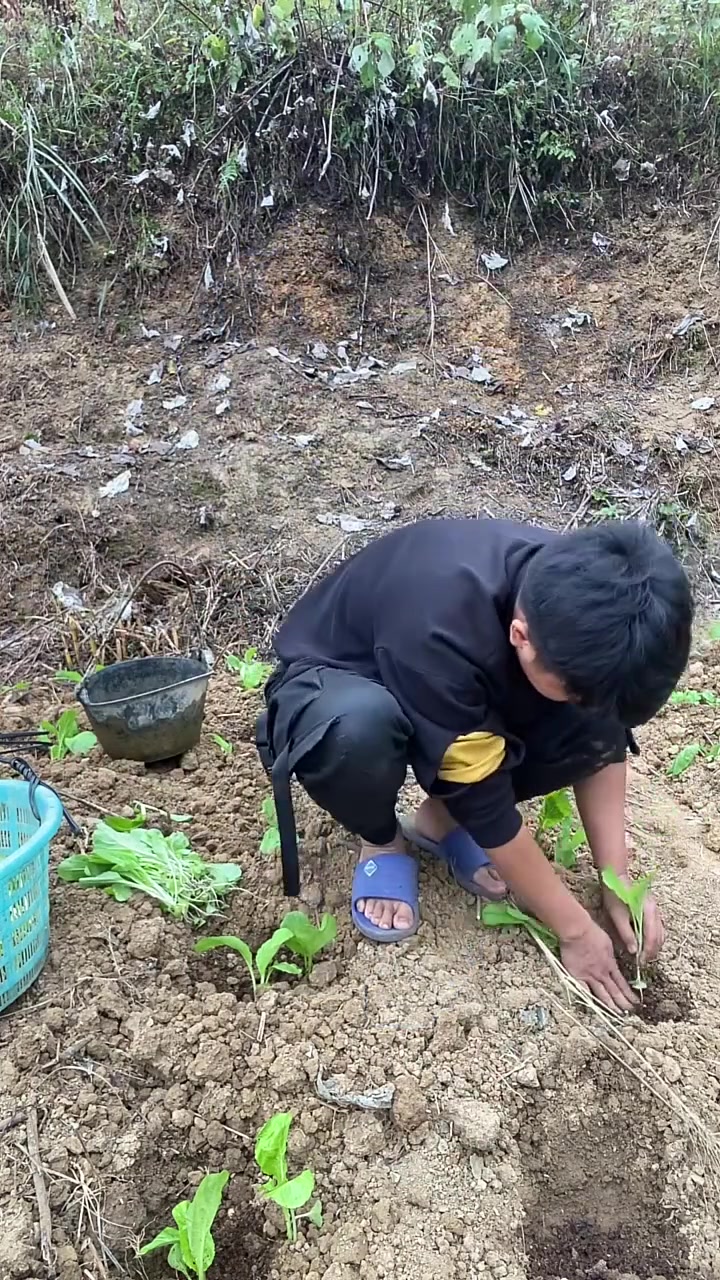 今天我们家开始种小白菜了,因为干旱所以我们只能挑着水到地里浇水,这样过几个月我们的白菜长大