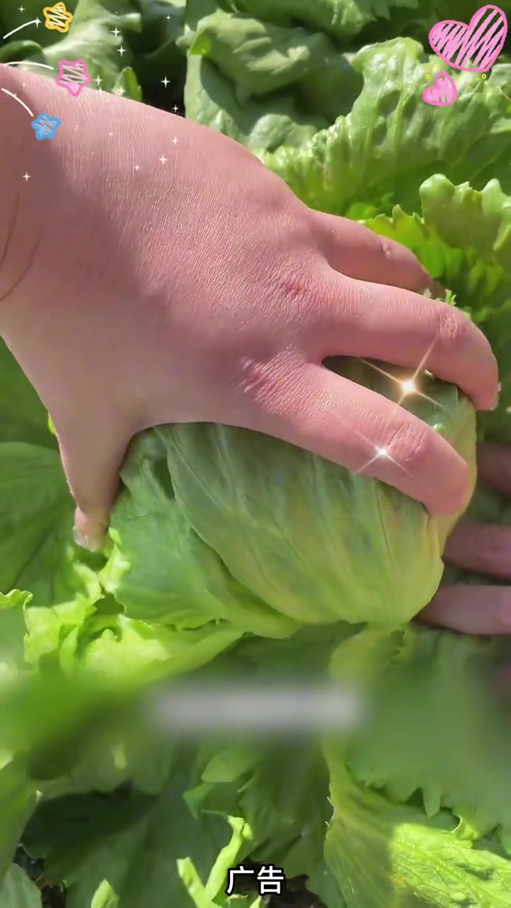 新鲜球生菜沙拉生吃轻食汉堡烤肉火锅农场直发