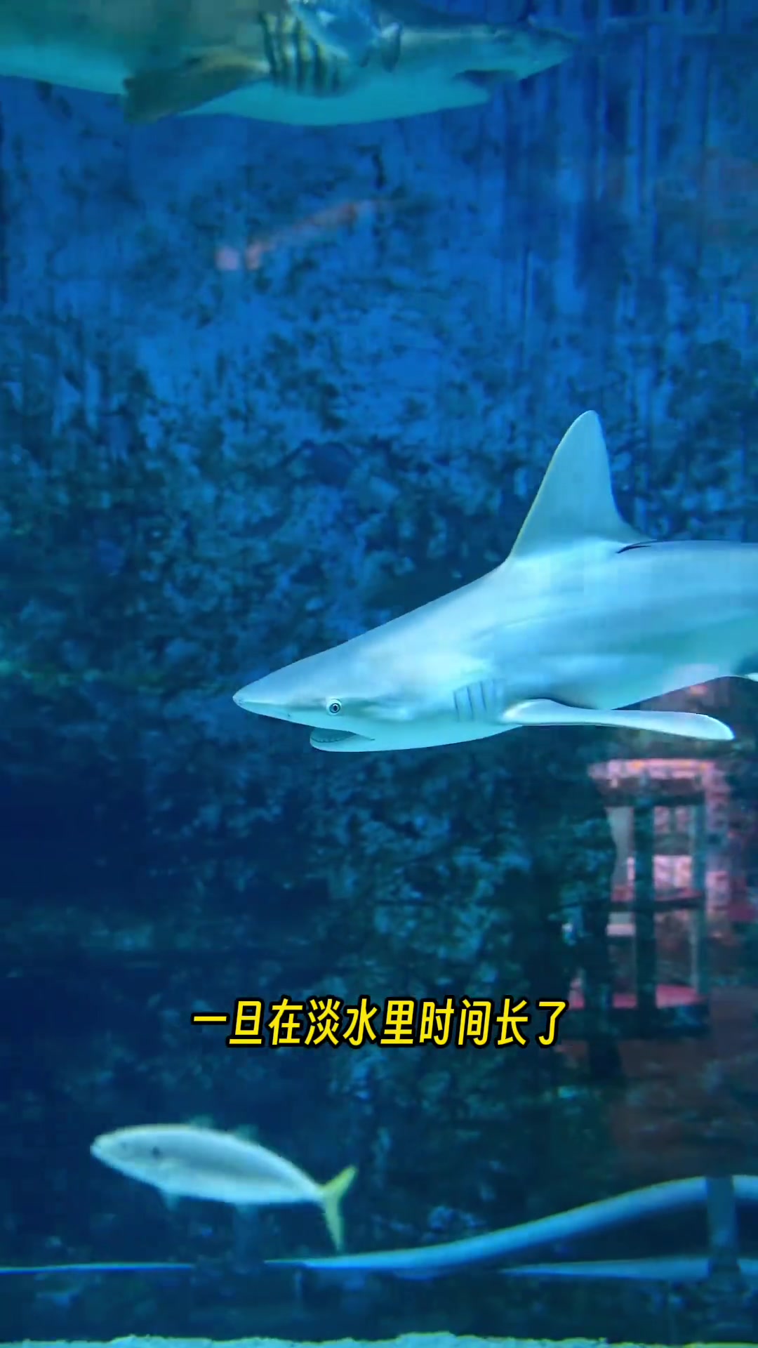 淡水能养鲨鱼么?