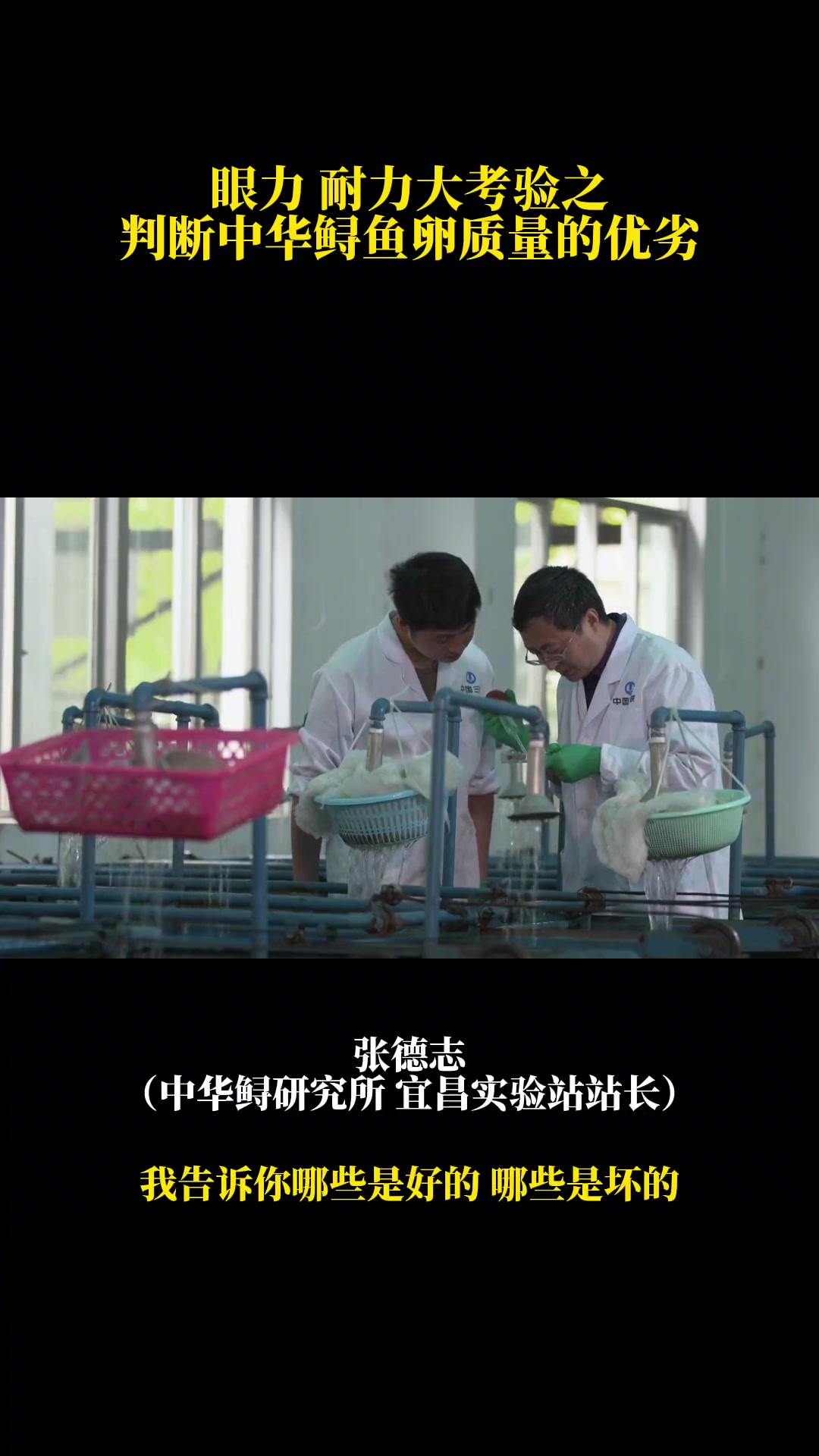 眼力耐力大考验!判断中华鲟鱼卵质量优劣