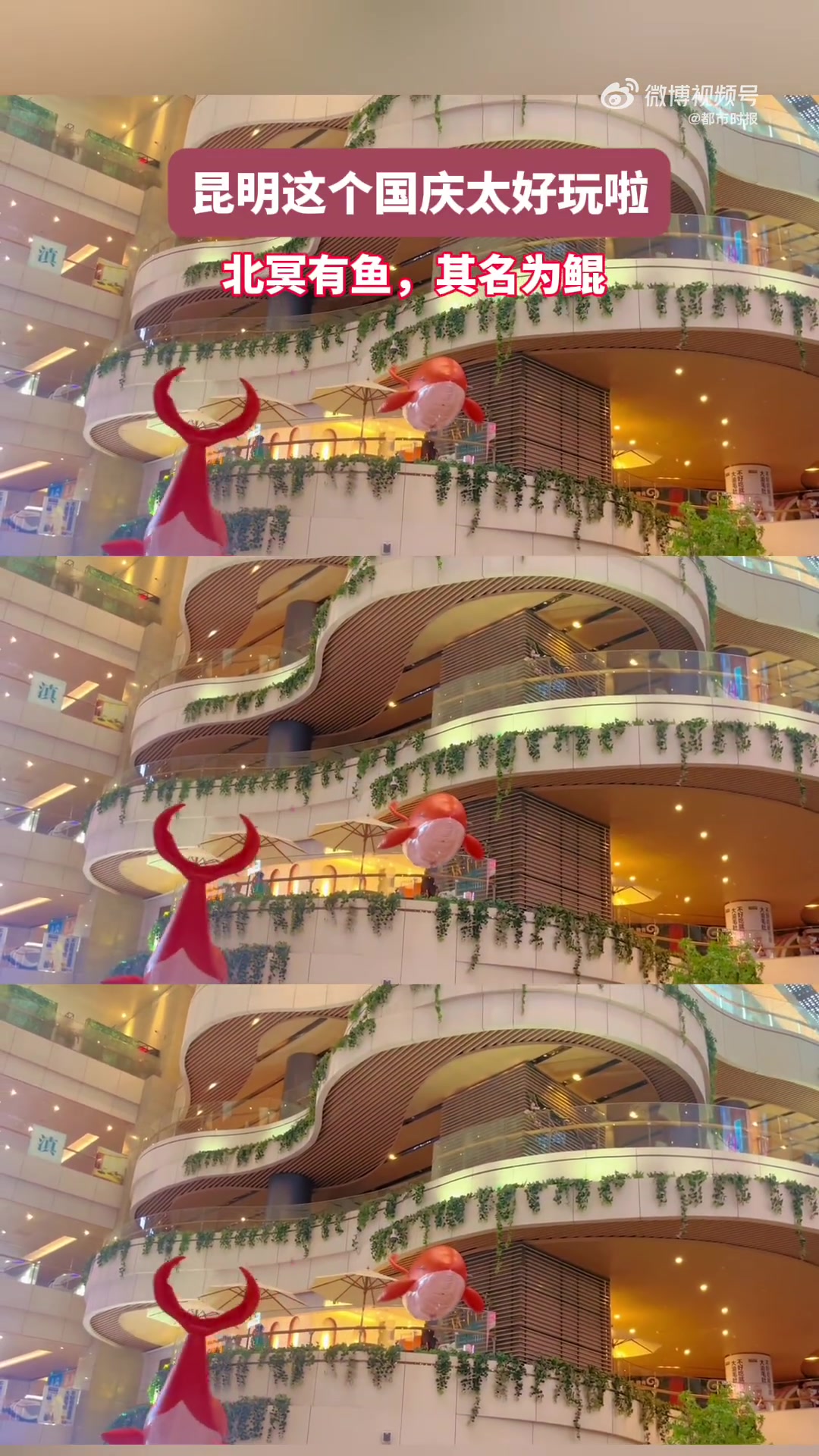 近日,云南昆明。北冥有鱼,其名为鲲。近日,昆明好悦天地惊现2只飞行巨鲲,吸引了好多市民来打