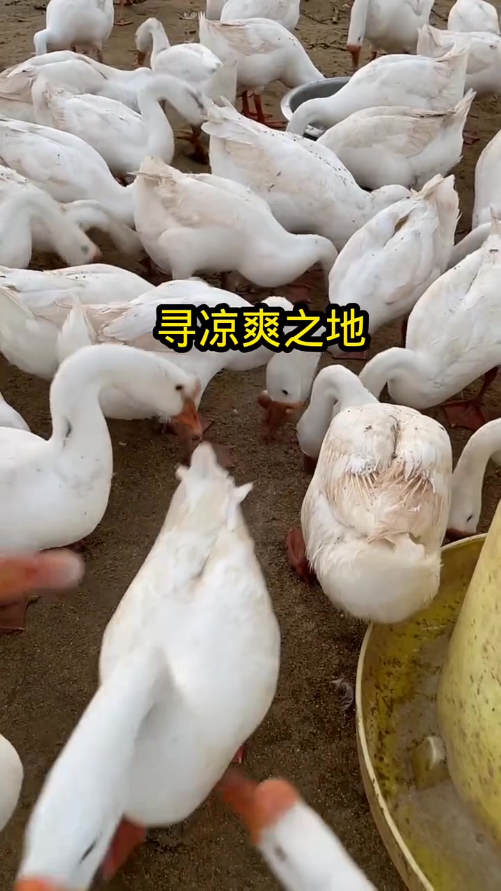 放鹅顺口溜，省钱上标不用愁