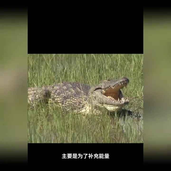 科普：鳄鱼张嘴不动，为了晒太阳补充能量！