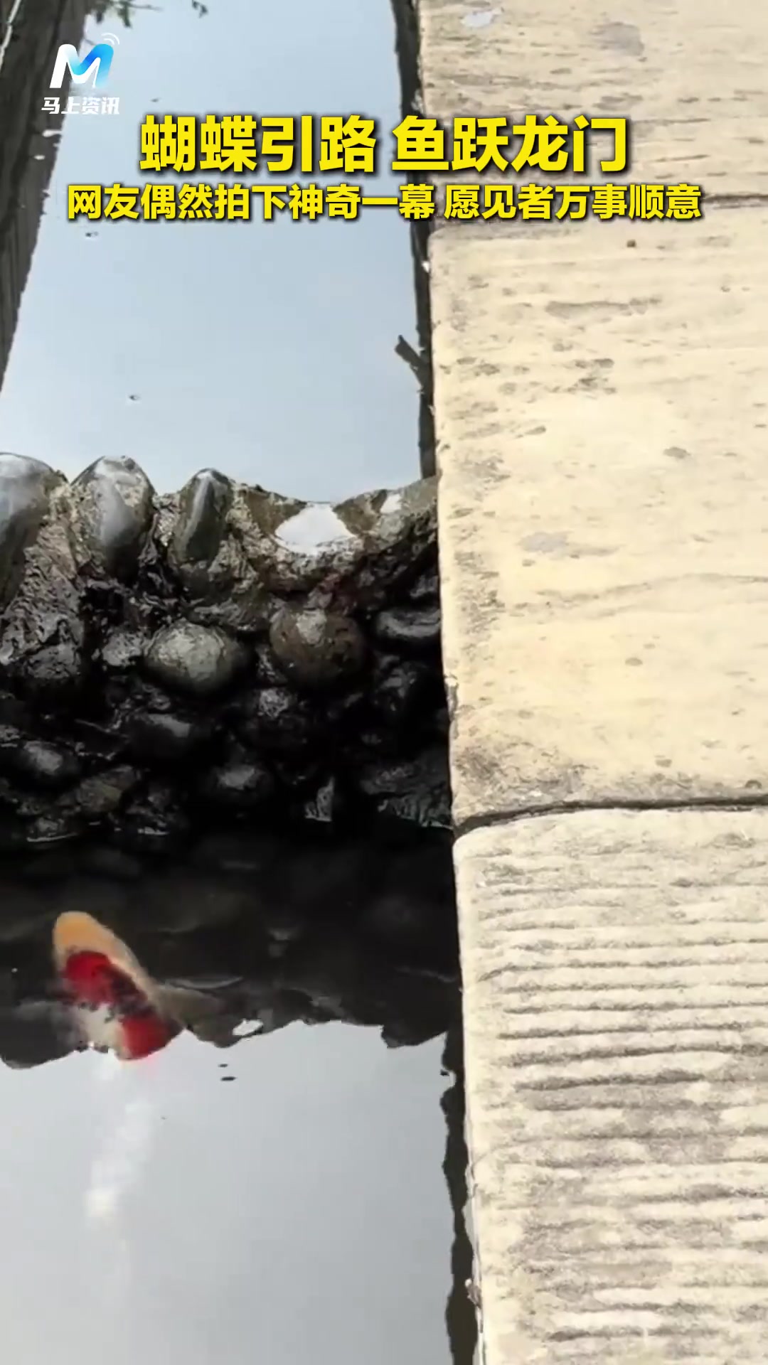 四川网友拍神奇一幕,鲤鱼在蝴蝶指引下跃龙门