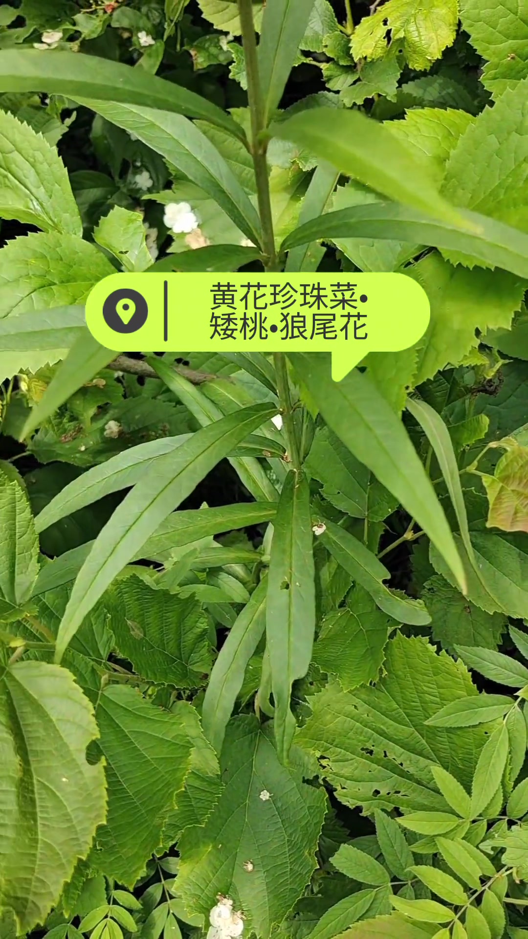 报春花科珍珠菜属三种植物:黄花珍珠菜、矮桃、狼尾花