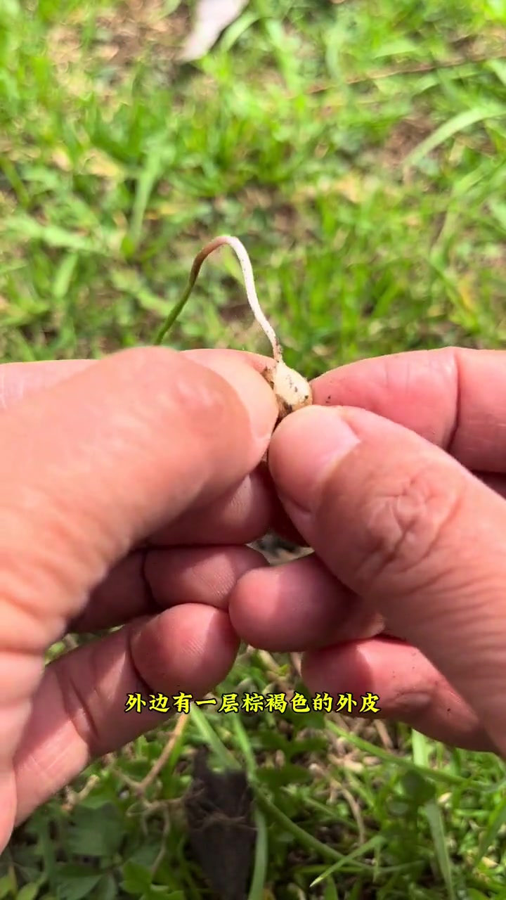 山韭菜形似韭菜,地下有小鳞茎,注意与他物区分