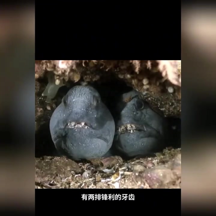 科普:狼鱼,一种栖息在海底的掠食鱼类!
