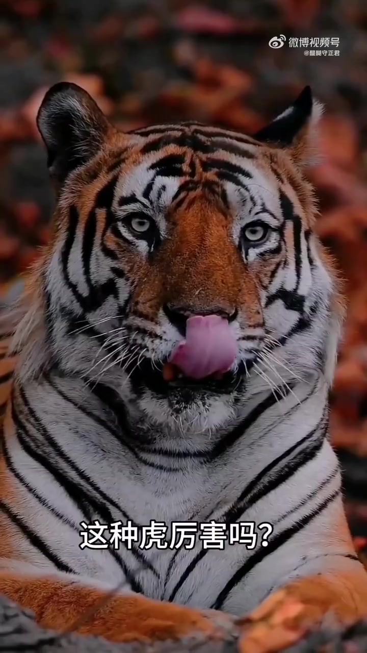 分享科普8种“老虎”,你认为哪种最厉害