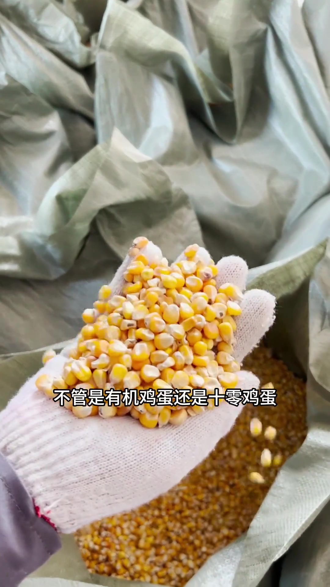 十零鸡蛋和有机鸡蛋有啥区别?