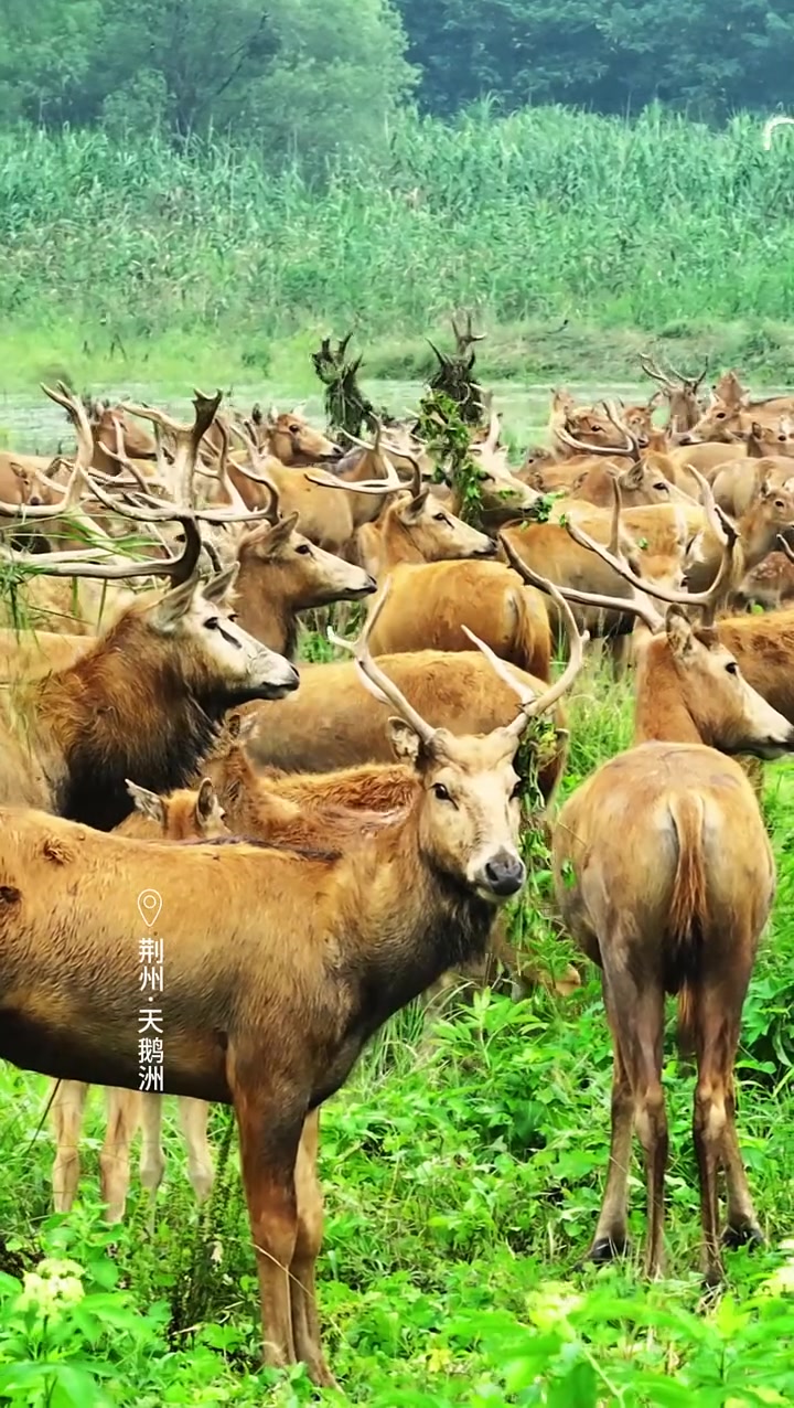 今天是10月1日,“双节”长假启幕,带你一眼看遍荆楚风华。谨以山河为柬,大美湖北等你入画!