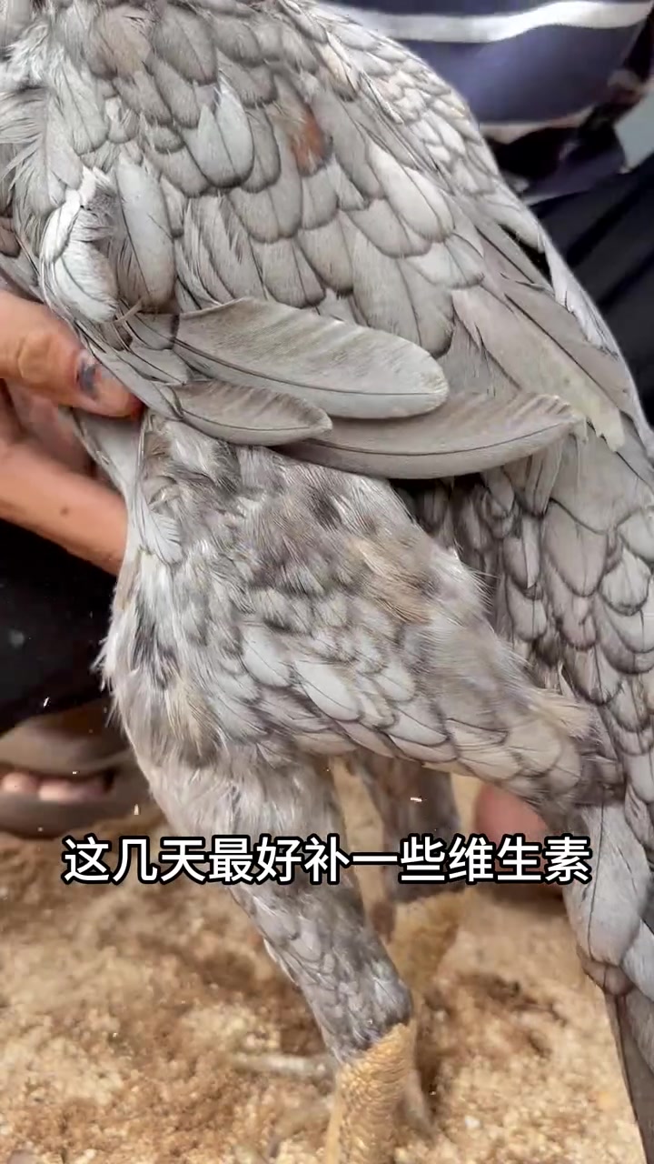 母鸡不下蛋该如何解决?