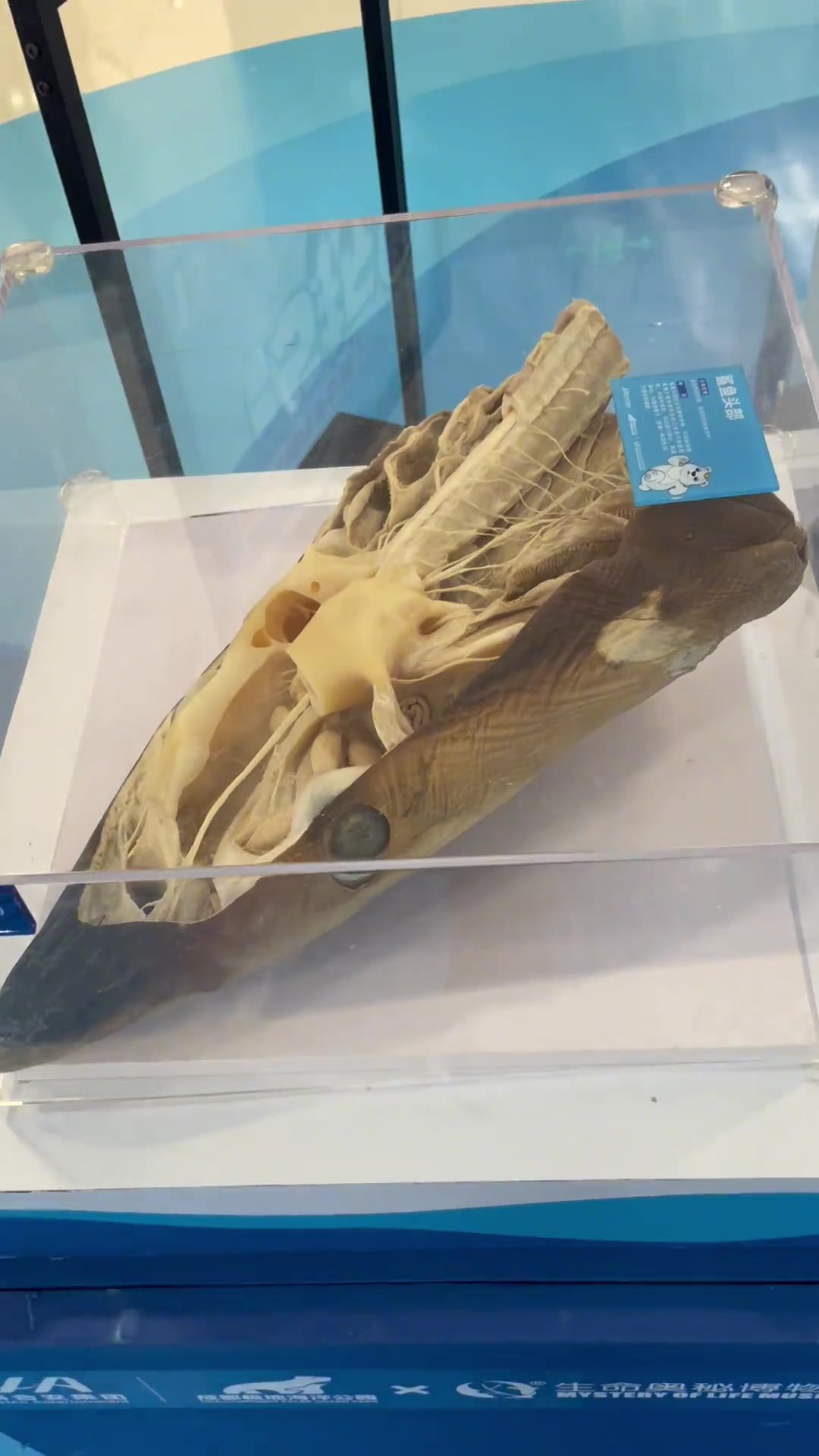 科普真实鲨鱼的脑