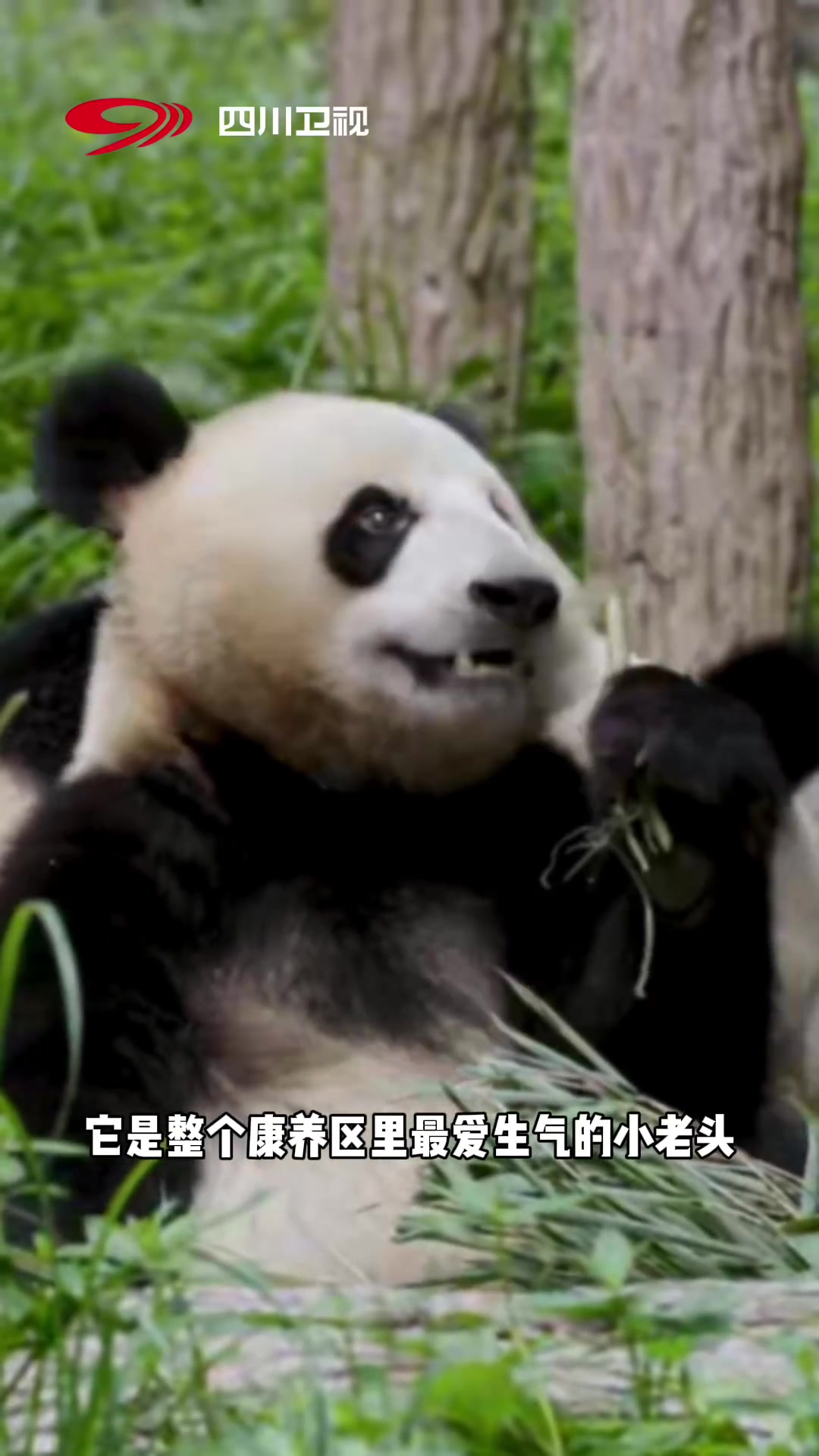 从“小奶糕”到“高姥爷”,高高有着身高一米二的娇小体型,同时也有着娇俏小脾气。能吃能睡,还