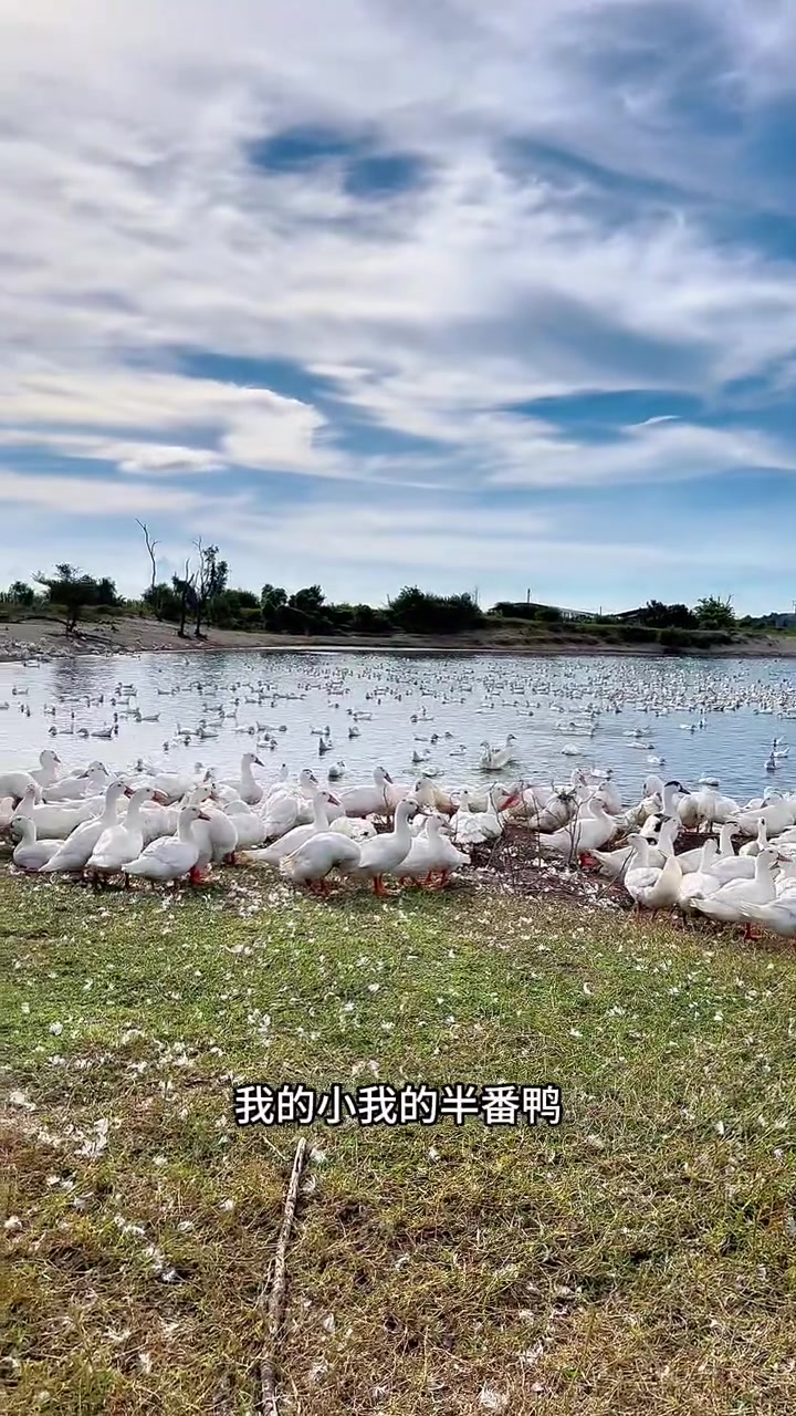 你们都说我的小鸭子长不大,今天带你们看下我小鸭子长大后的样子!