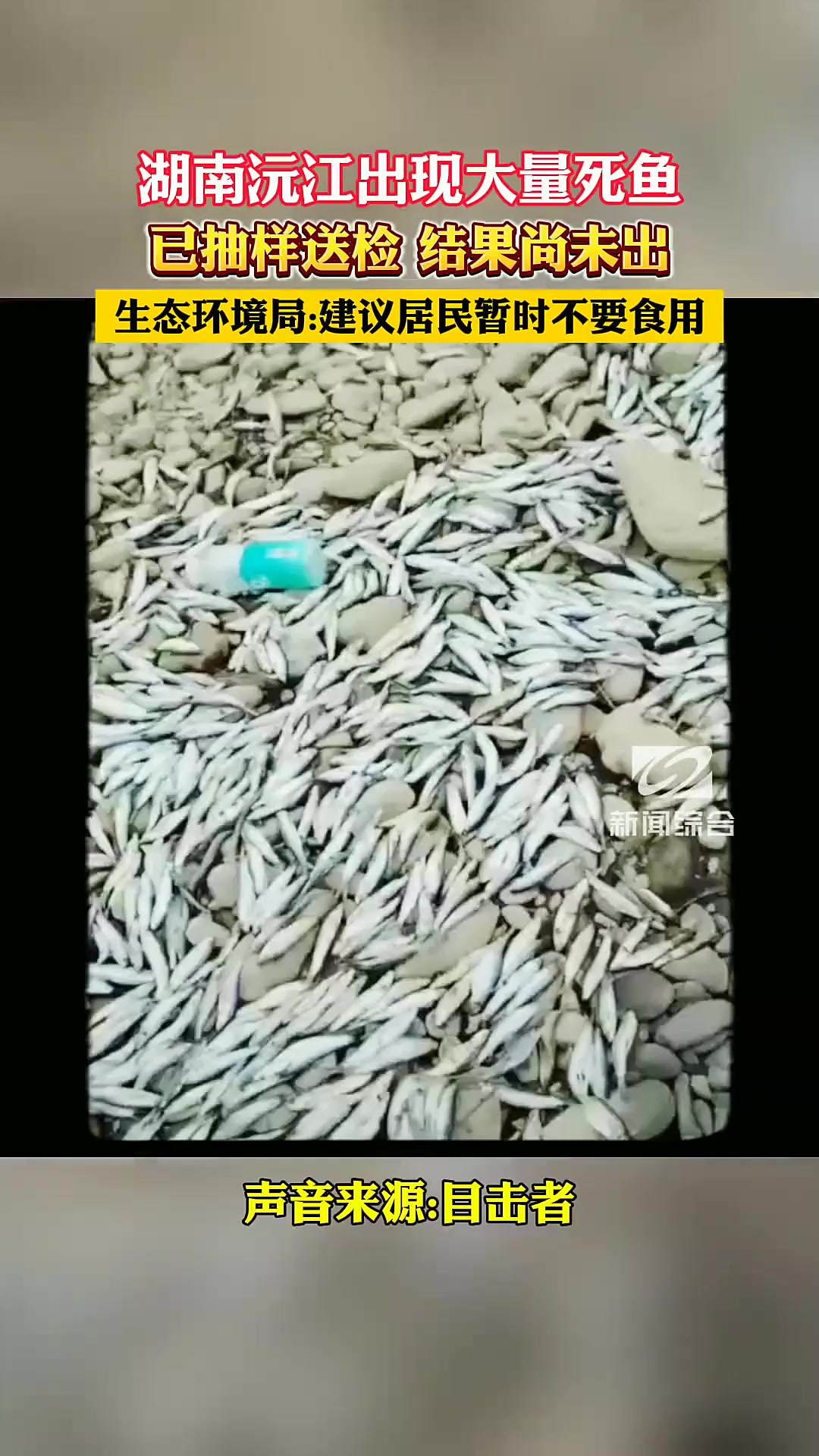 湖南沅江大量死鱼，抽样送检结果待出！