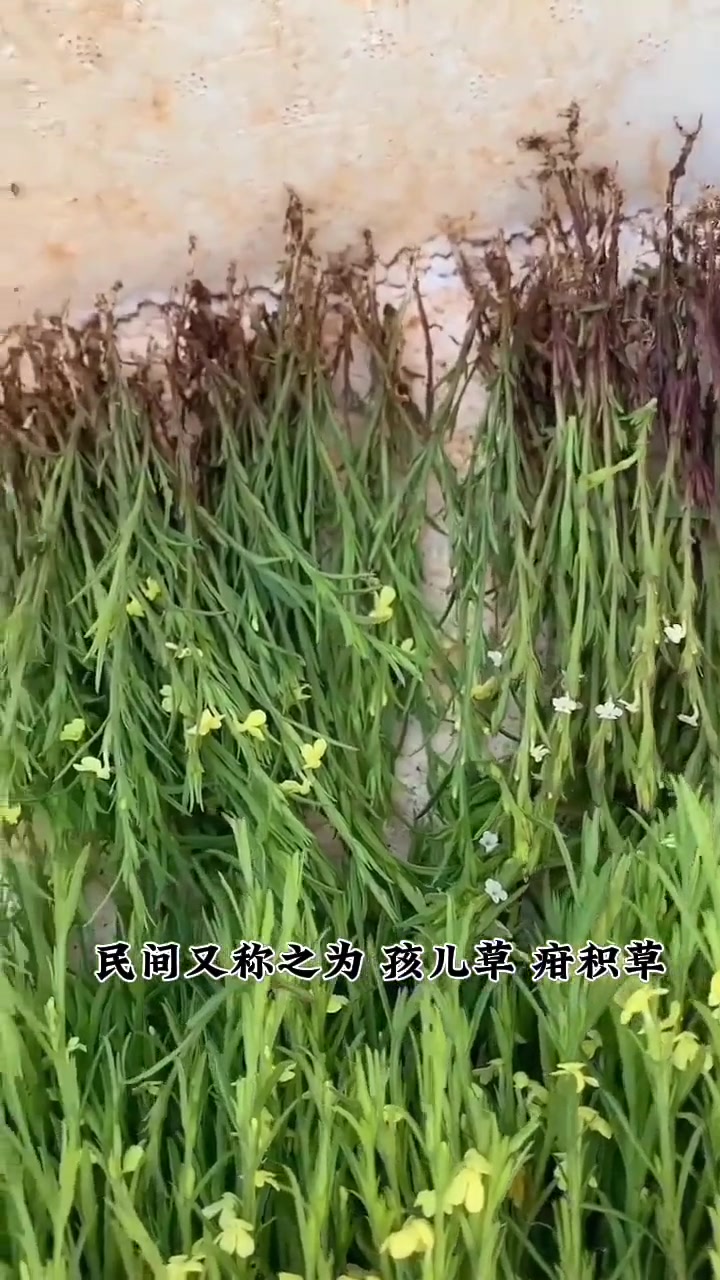 独脚金又称疳积草,根茎独生,故而得名