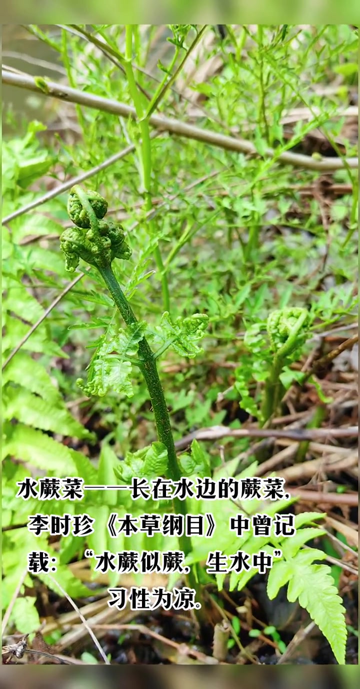 水蕨菜是蹄盖科多年生草本,分布于长江以南温湿地区