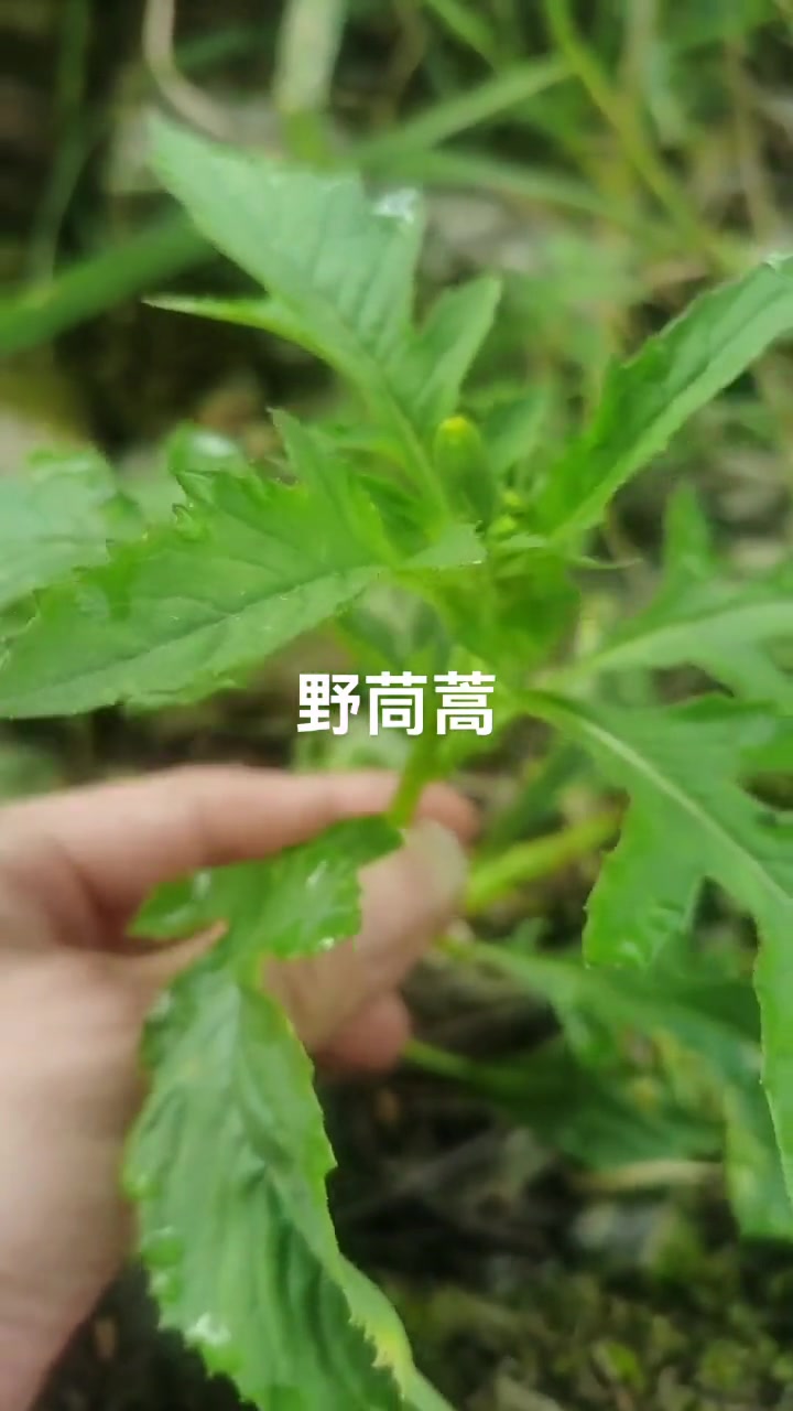 野茼蒿别名野油麻、尿酸草，菊科植物，家乡有啥作用？