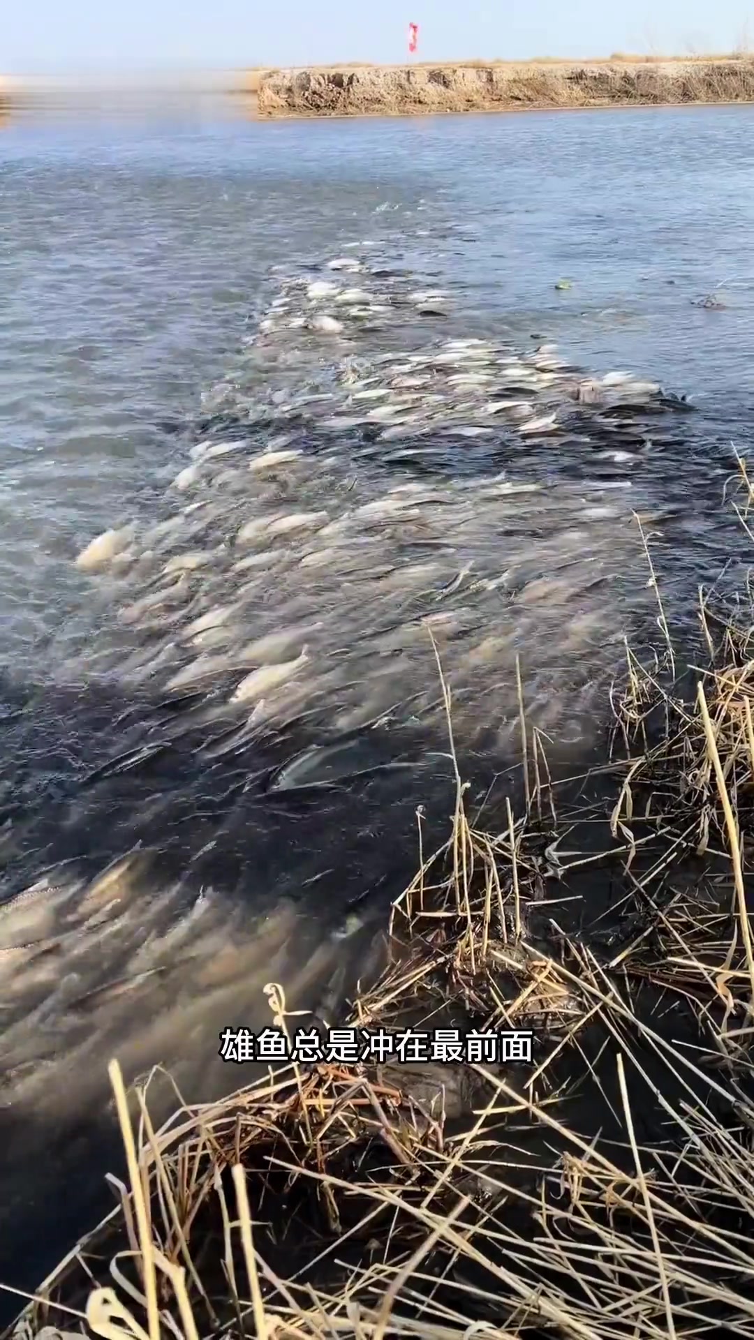 赤峰克旗达里湖一年一次的自然奇观——华子鱼洄游