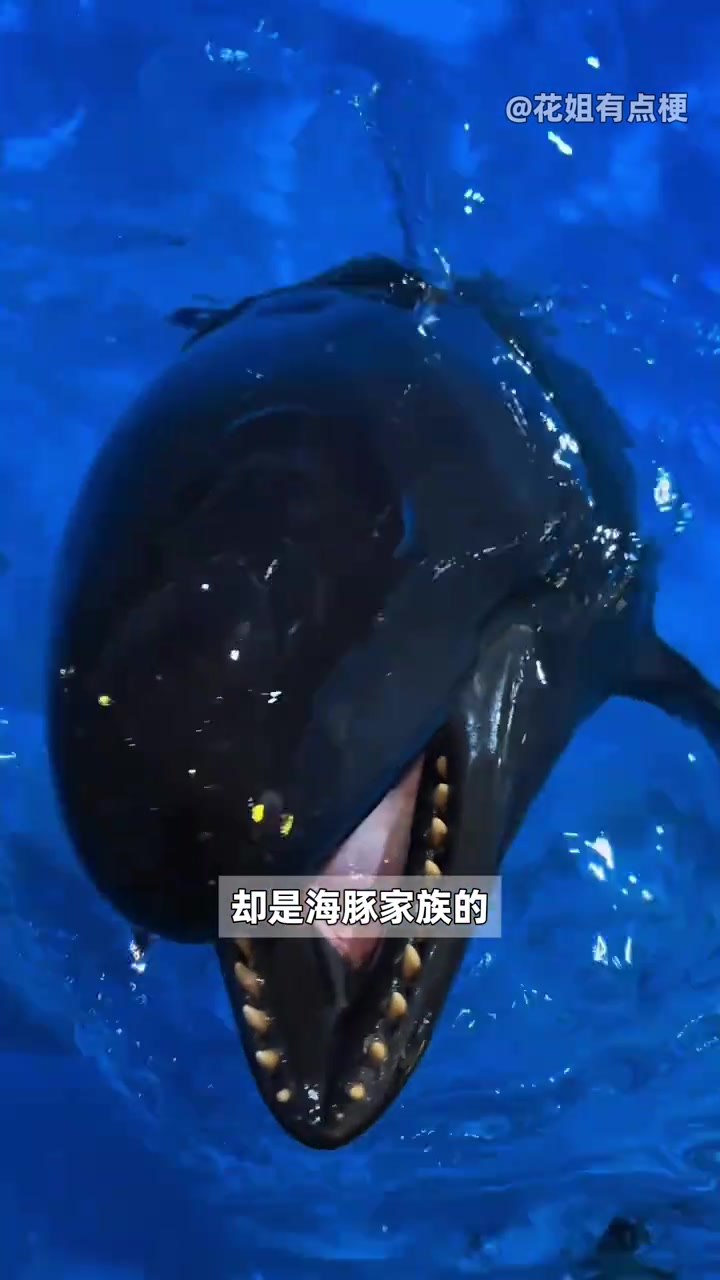 它怎么可以长成这么吓人的样子 伪虎鲸 海豚 外表不能代表一切 萌物